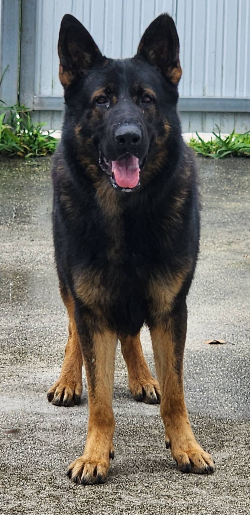 HARTER HUND GERMAN SHEPHERDS Miami