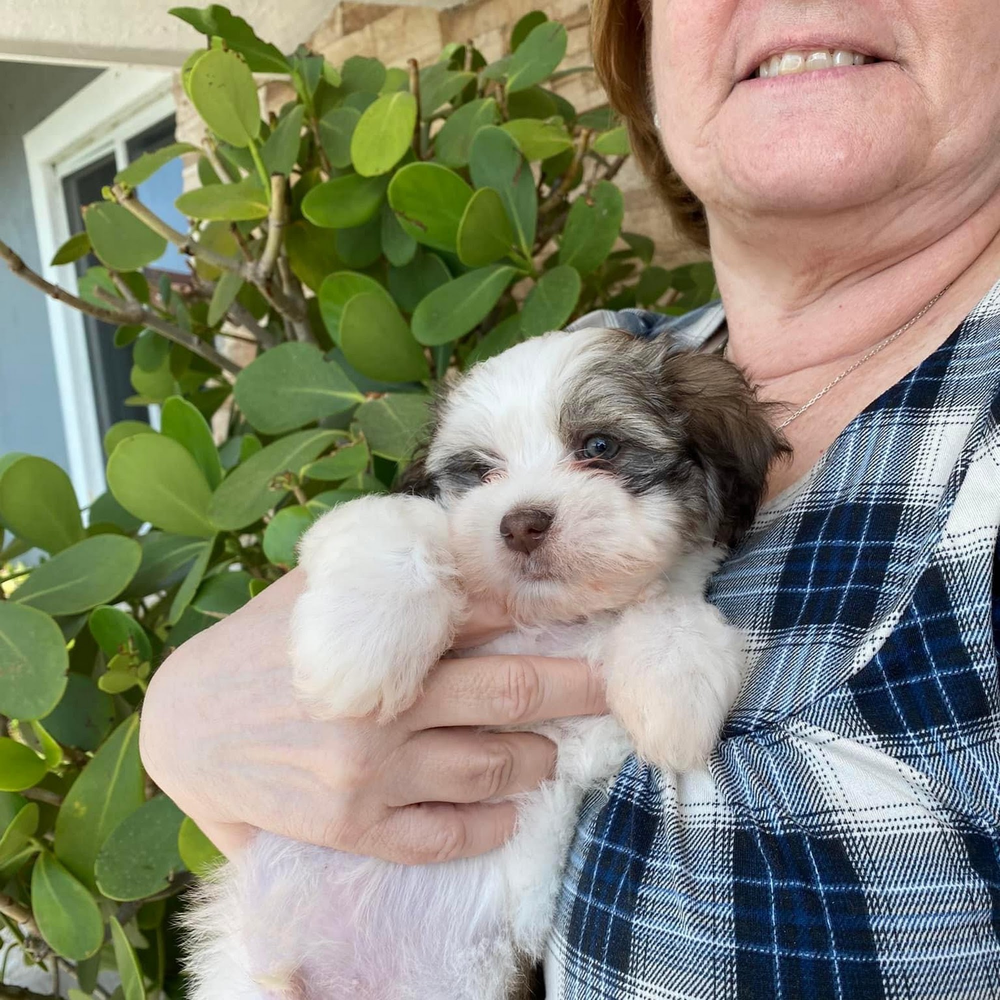 Havanese Angels INC Miami