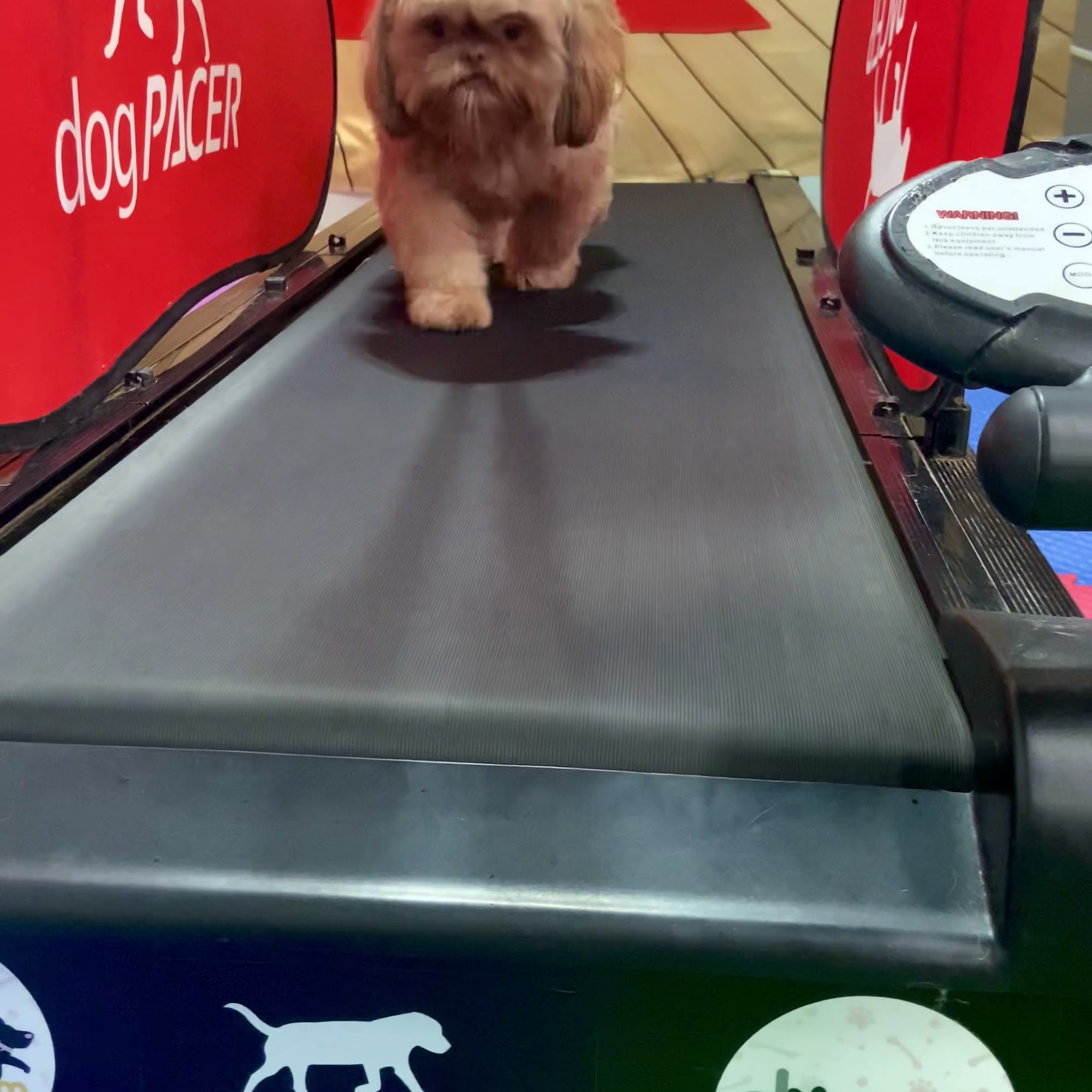 Dog Kingdom Miami Miami