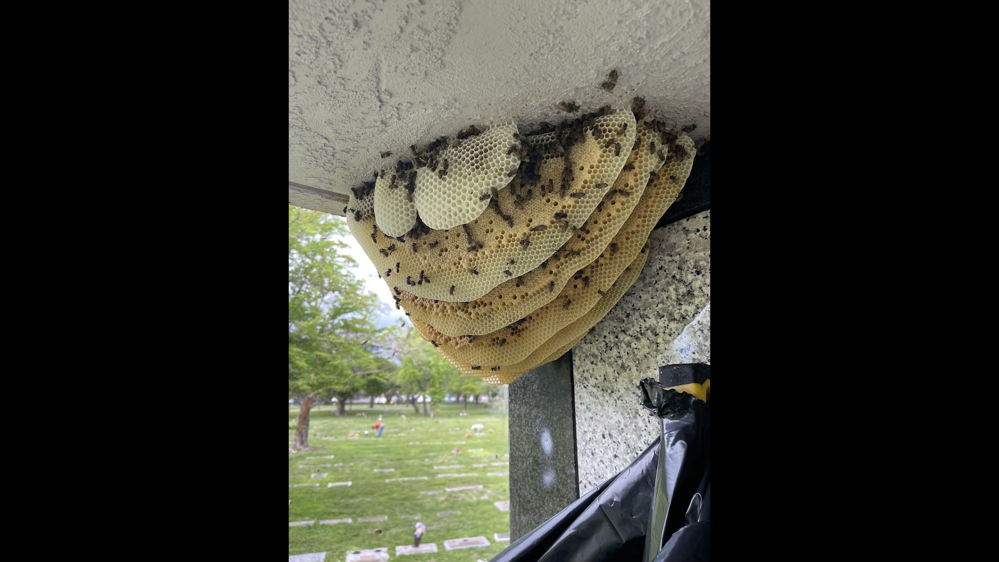 Miami Bee Removal Corp.