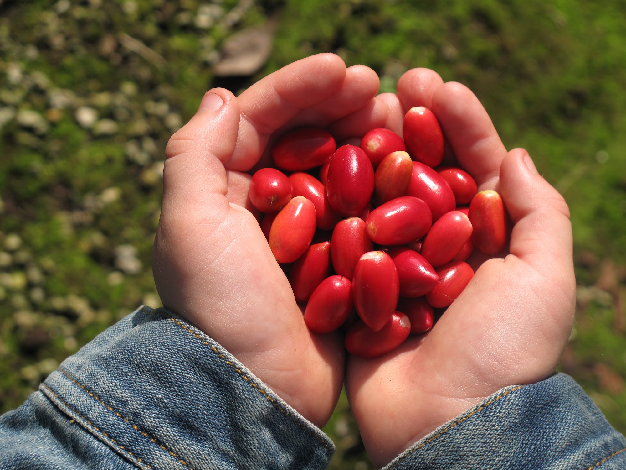 Miracle Fruit Farm Miami