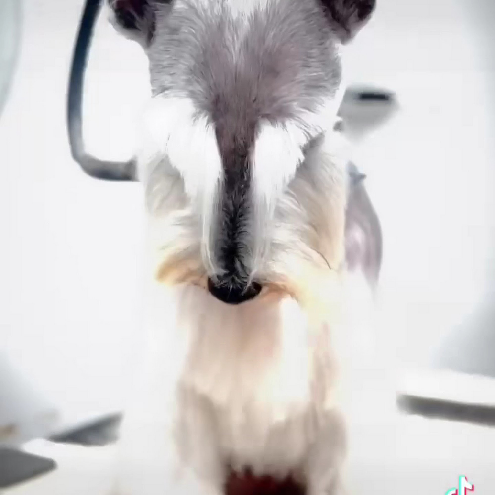 Esthefany PET grooming
