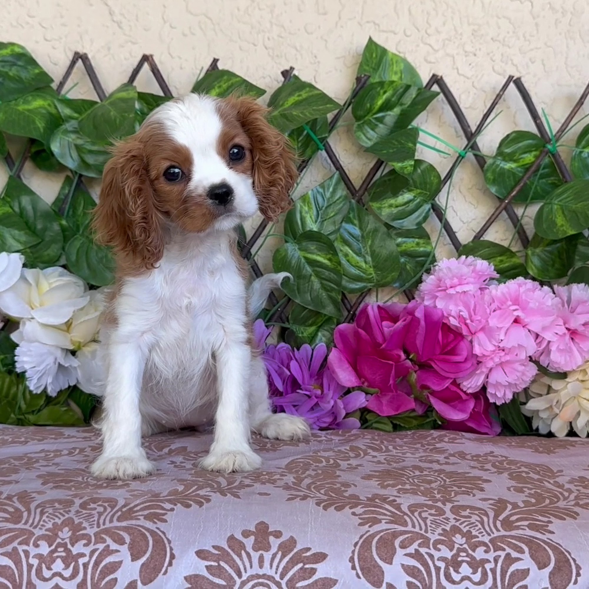 Cavalier King Charles Spaniel Breeder Florida Miami