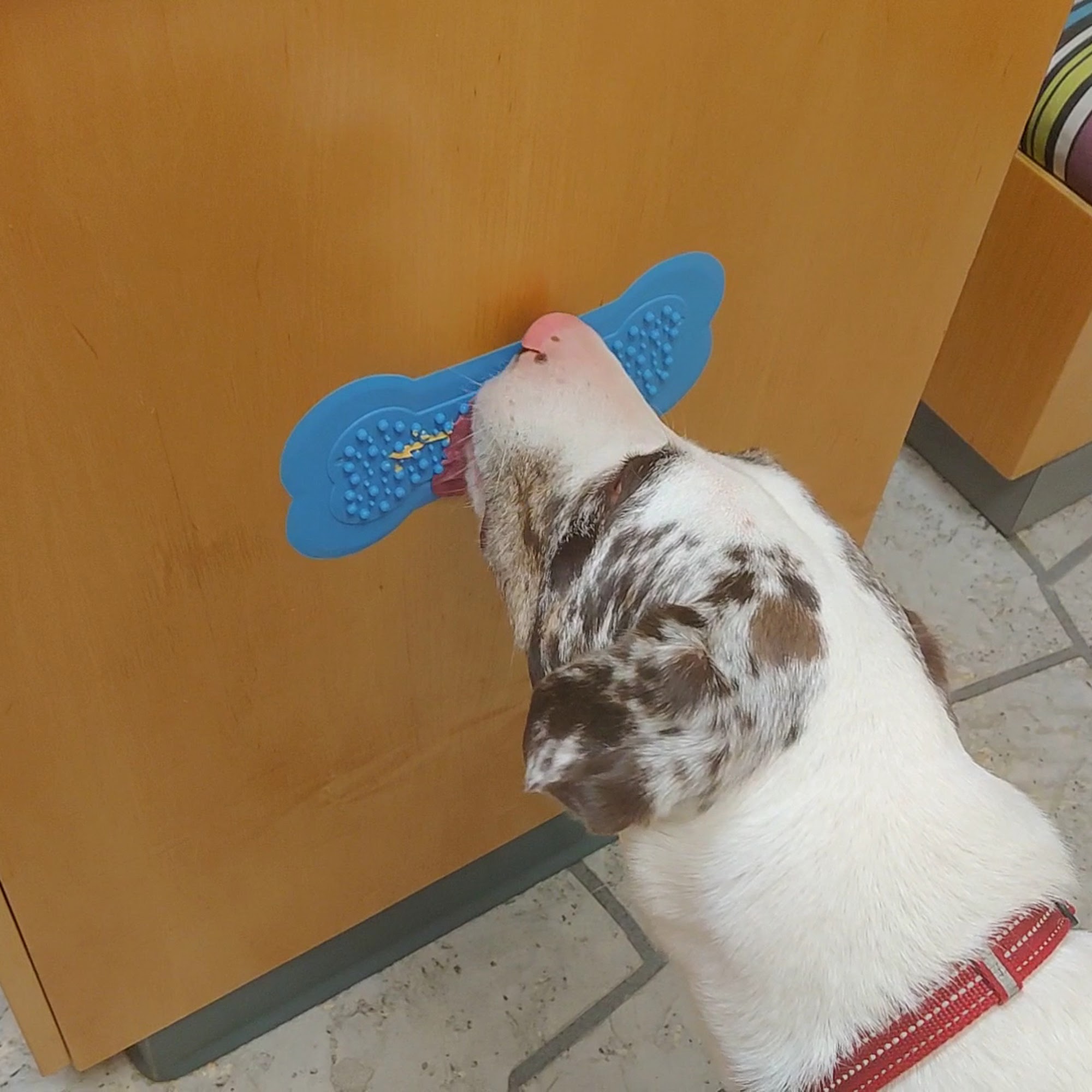 Micanopy Animal Hospital Micanopy