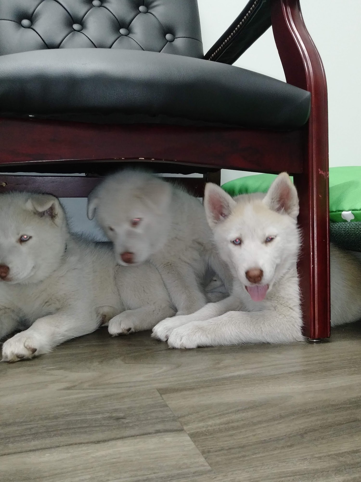 Claws and Paws Animal Clinic Middleburg