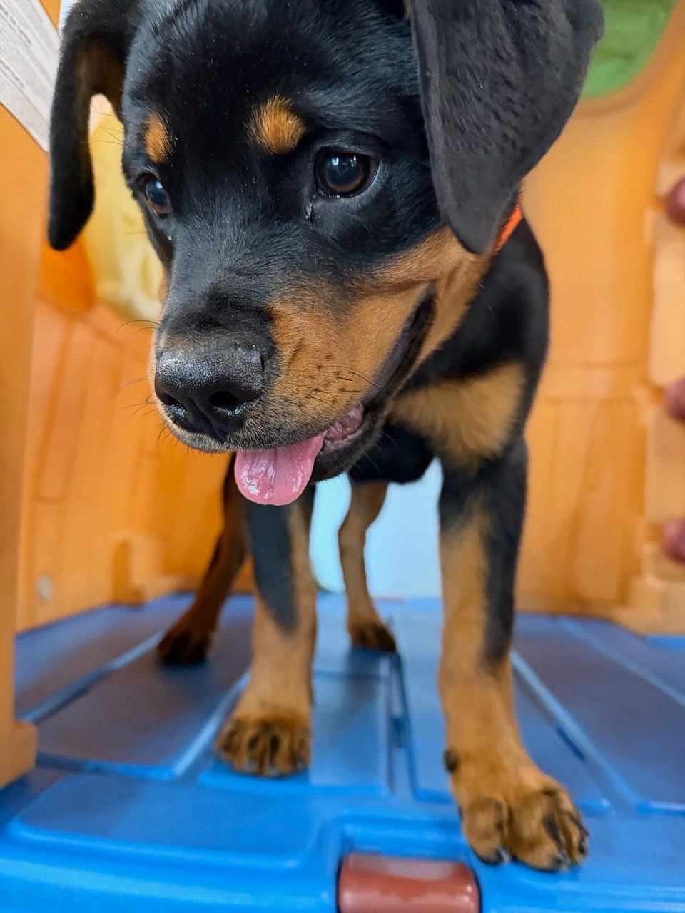 Pet Paradise Oakleaf Middleburg