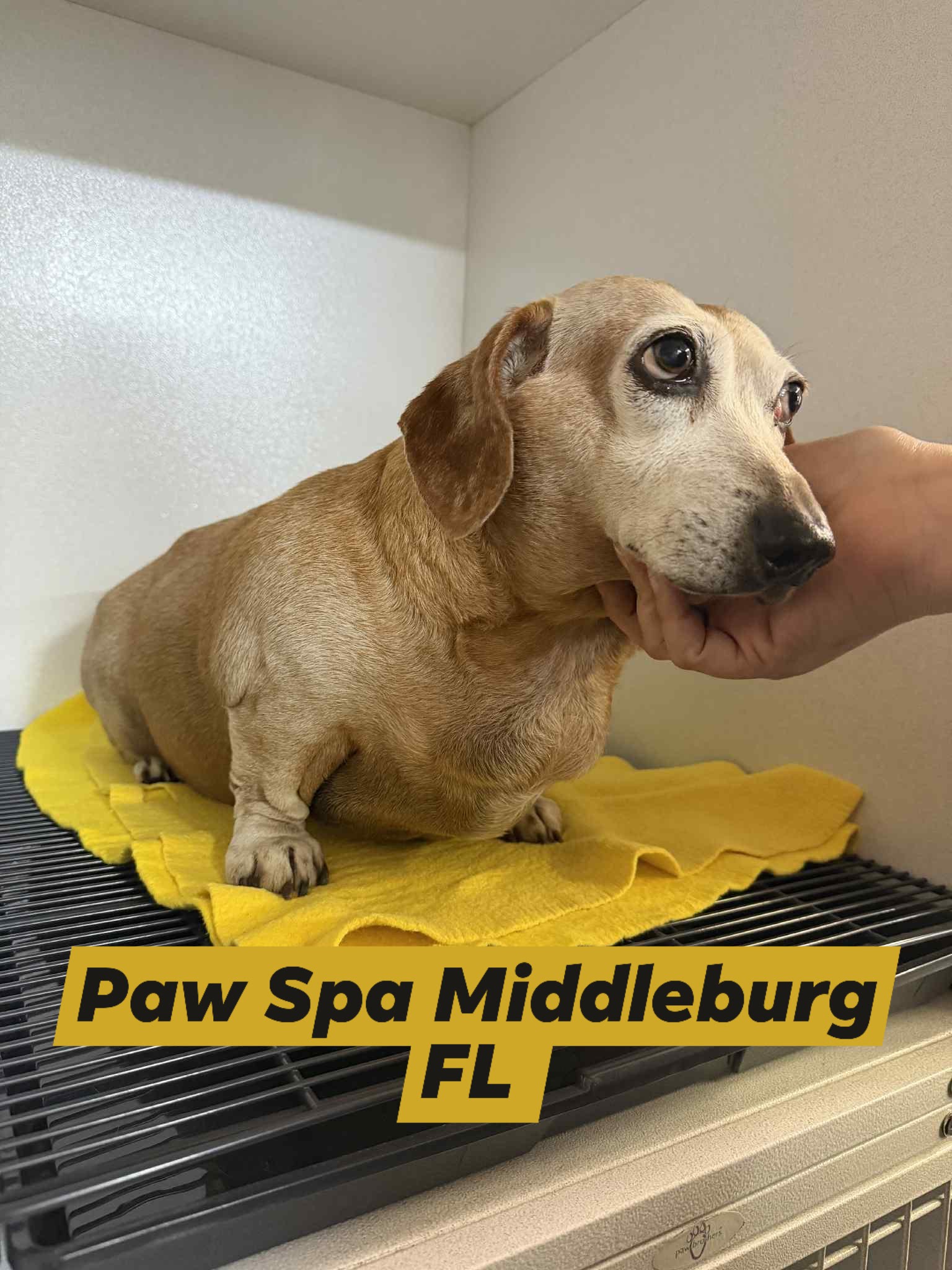 Paw Spa