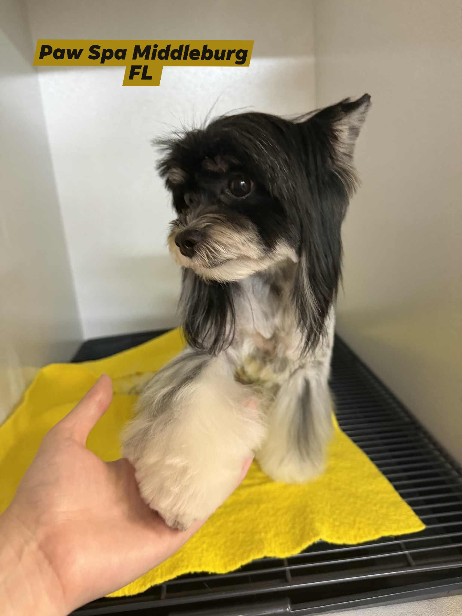 Paw Spa