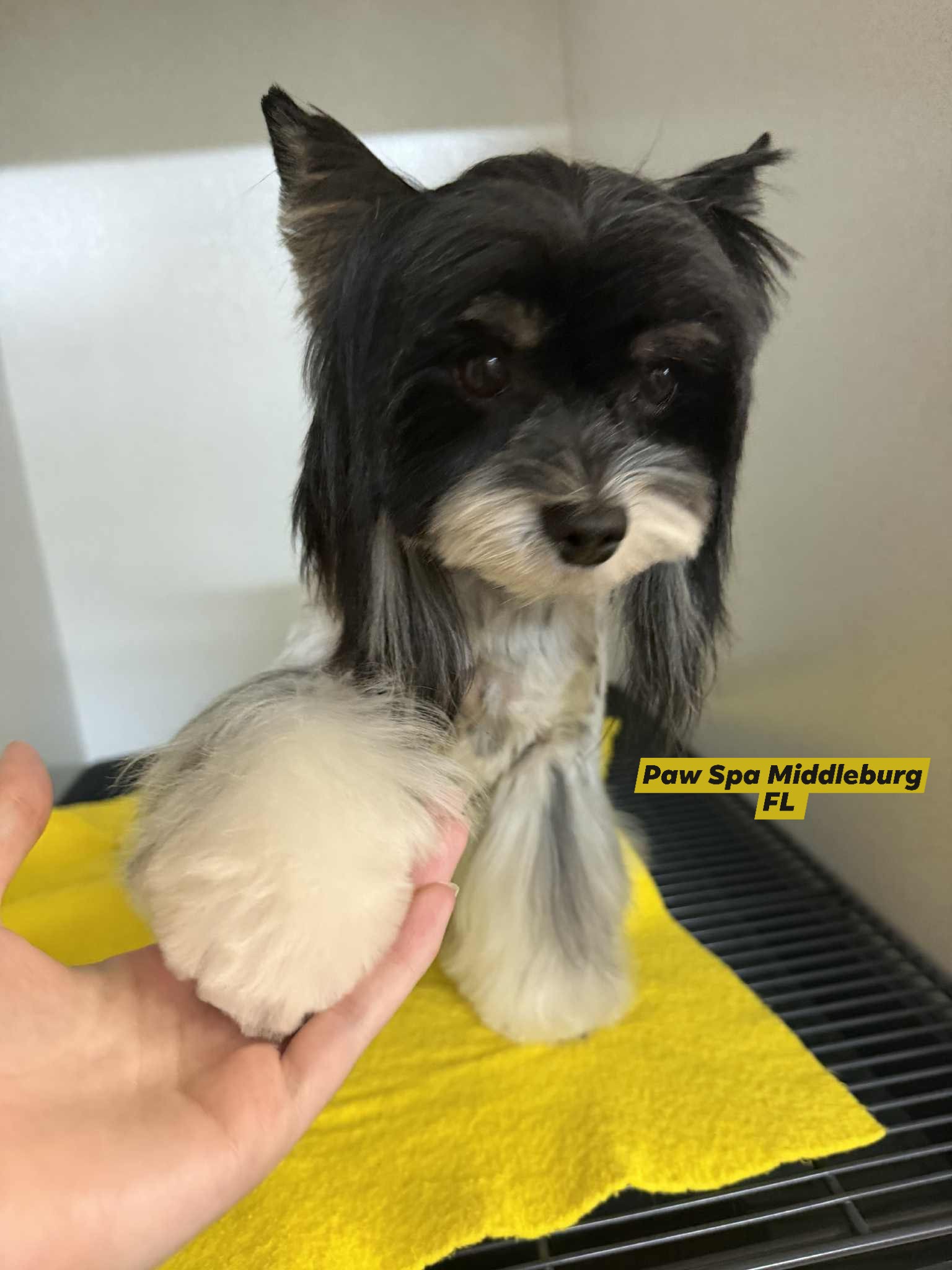 Paw Spa