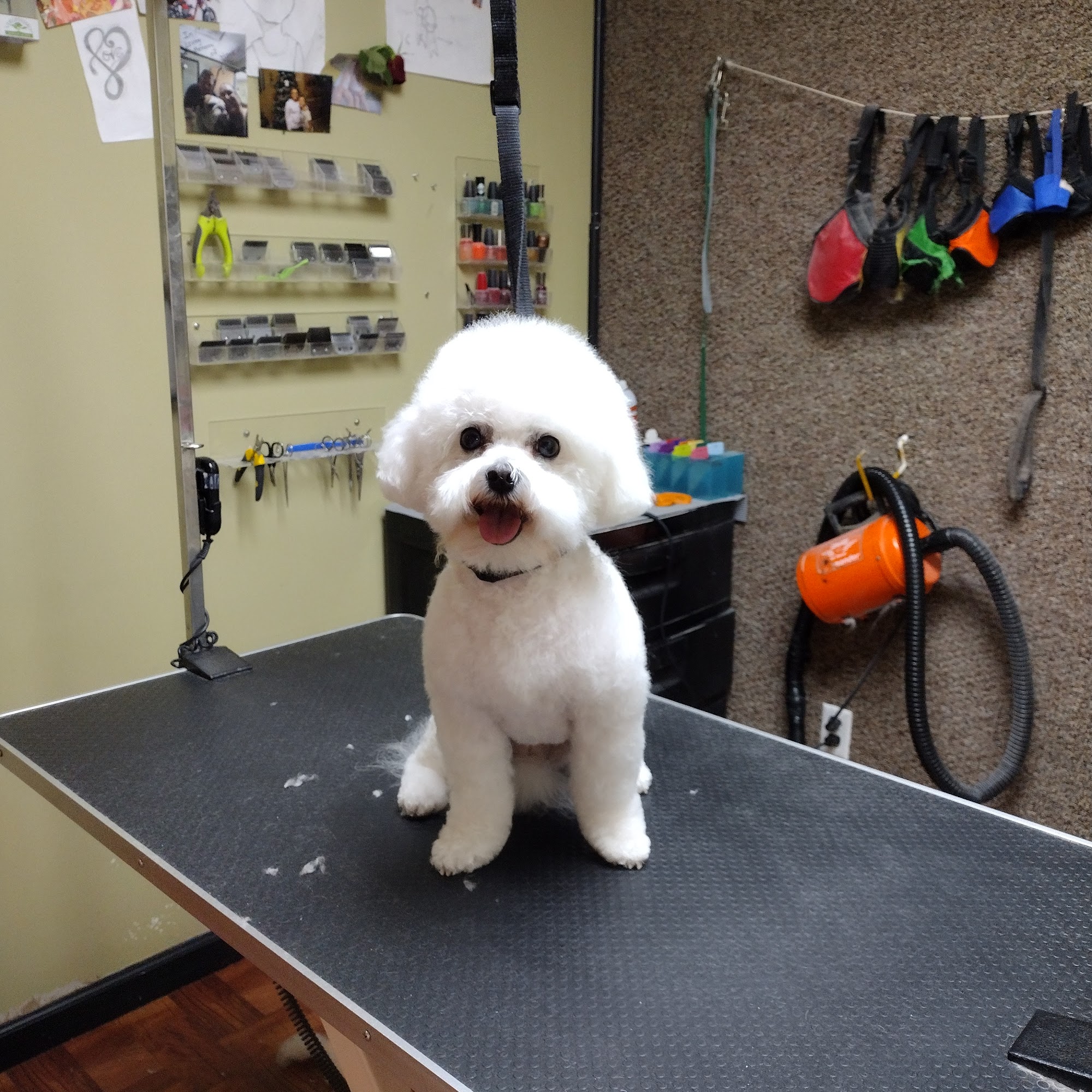 Tender Touch Dog Grooming Middleburg