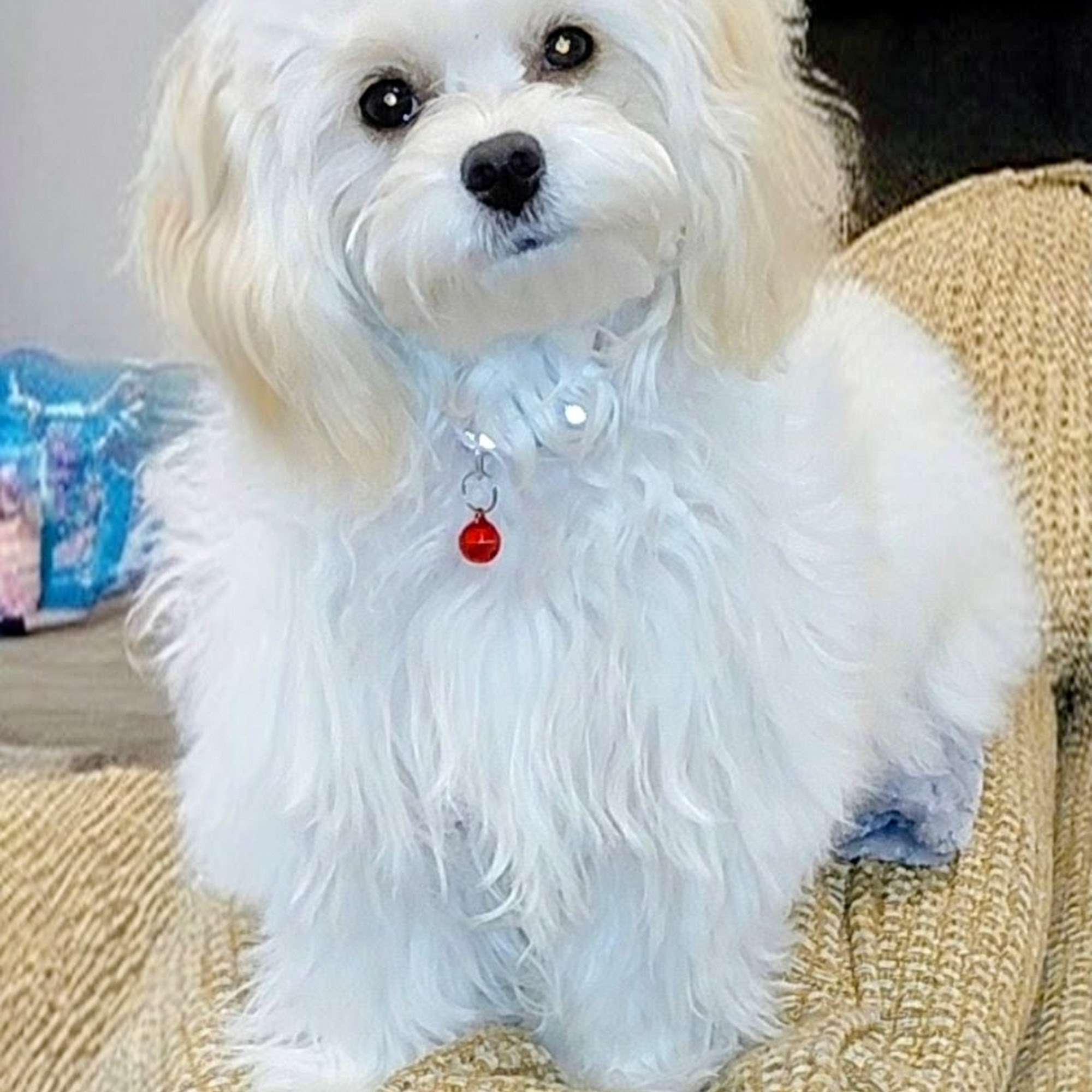 Milton Animal Hospital Milton