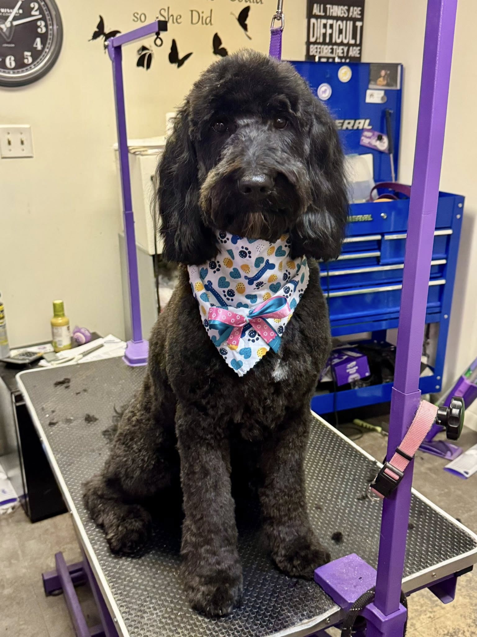 Chase-n-tails services Milton