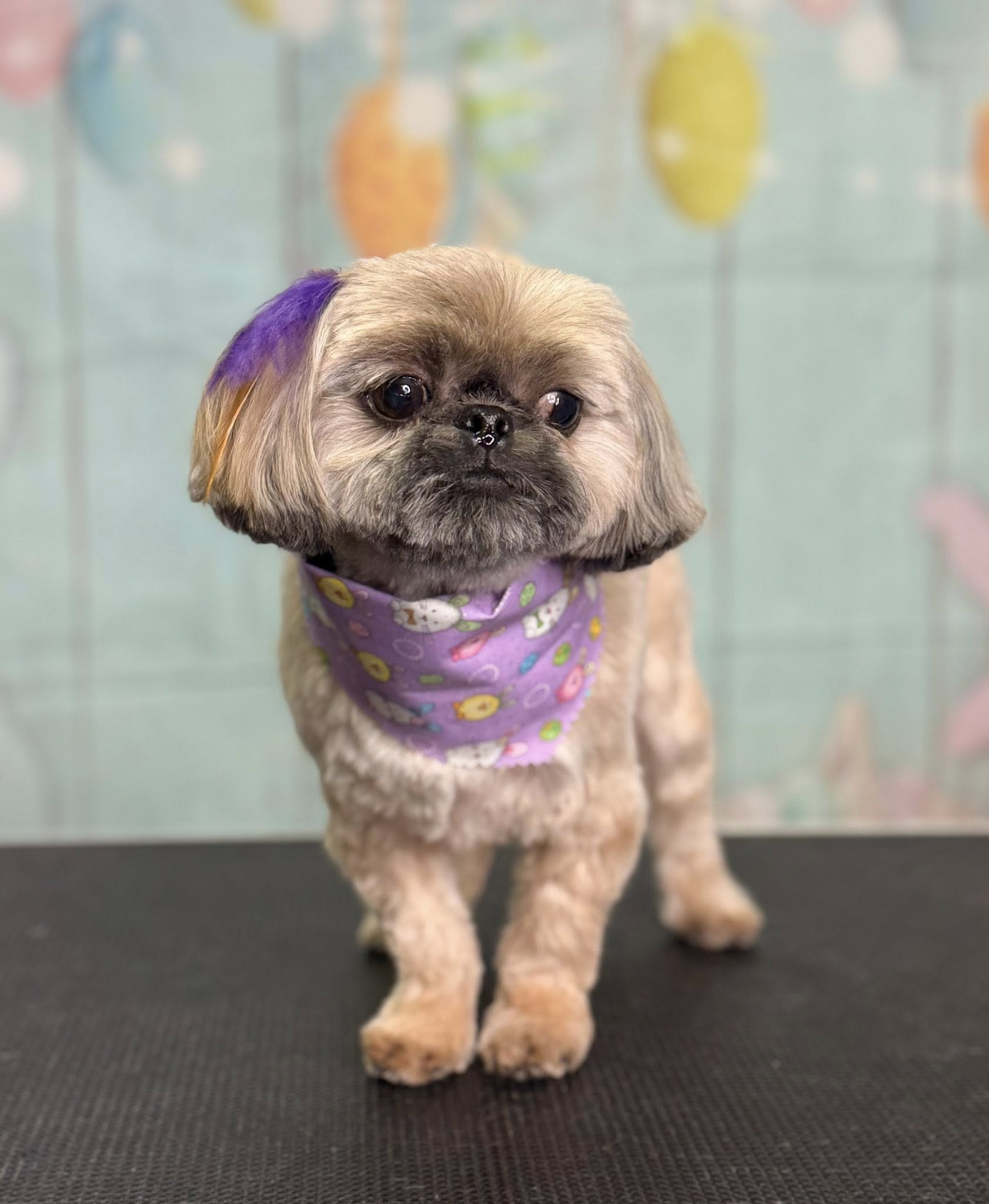 So Pawsh Dog Grooming LLC Milton