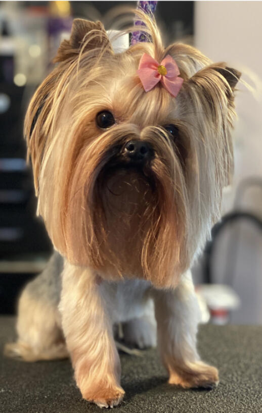 So Pawsh Dog Grooming LLC Milton