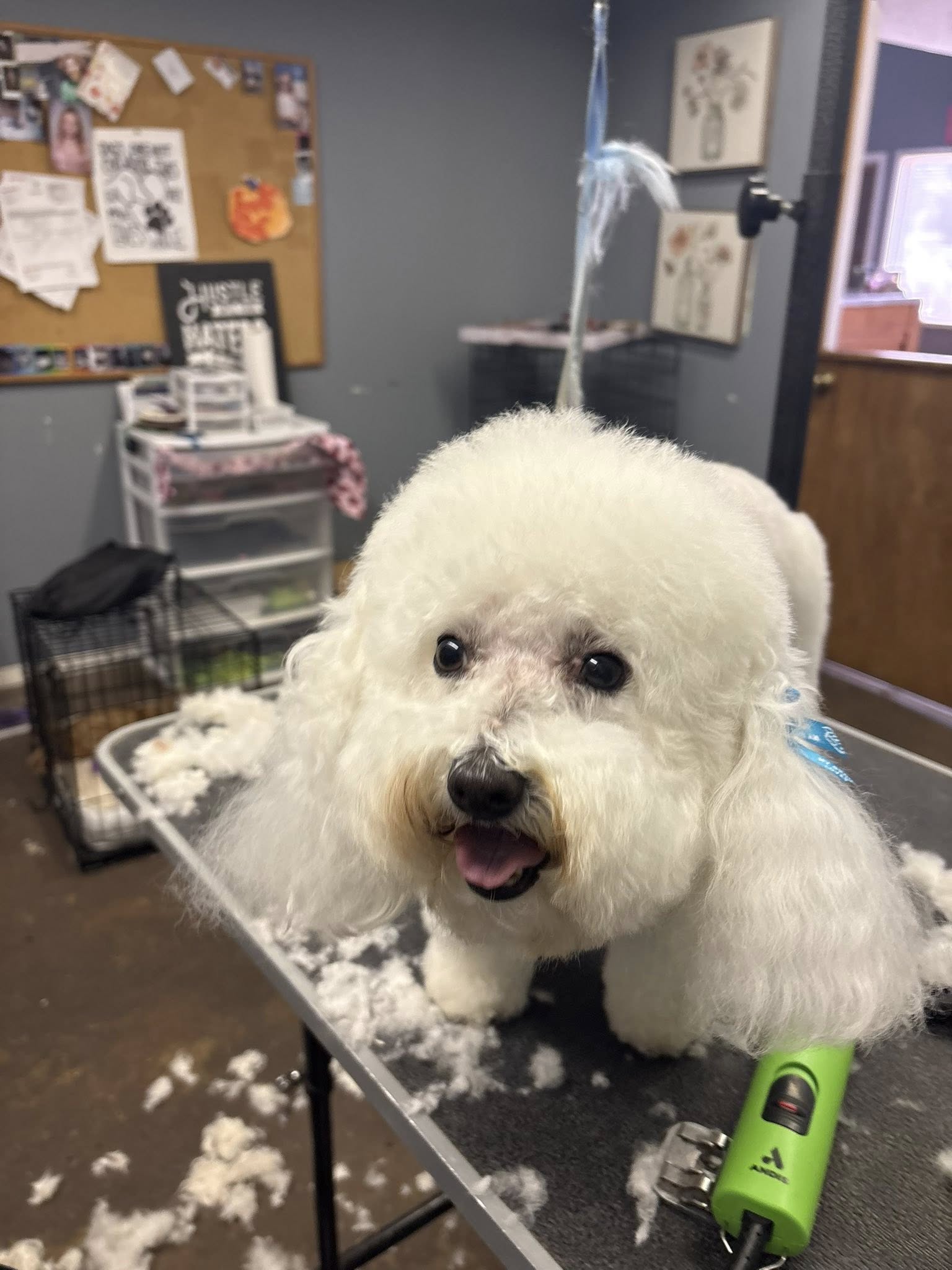 Sarah's Groom & Board Milton