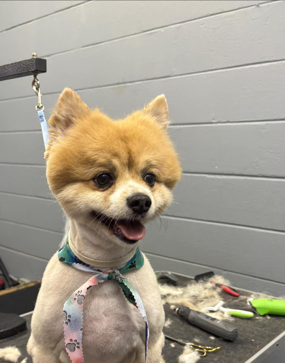 Sarah's Groom & Board Milton