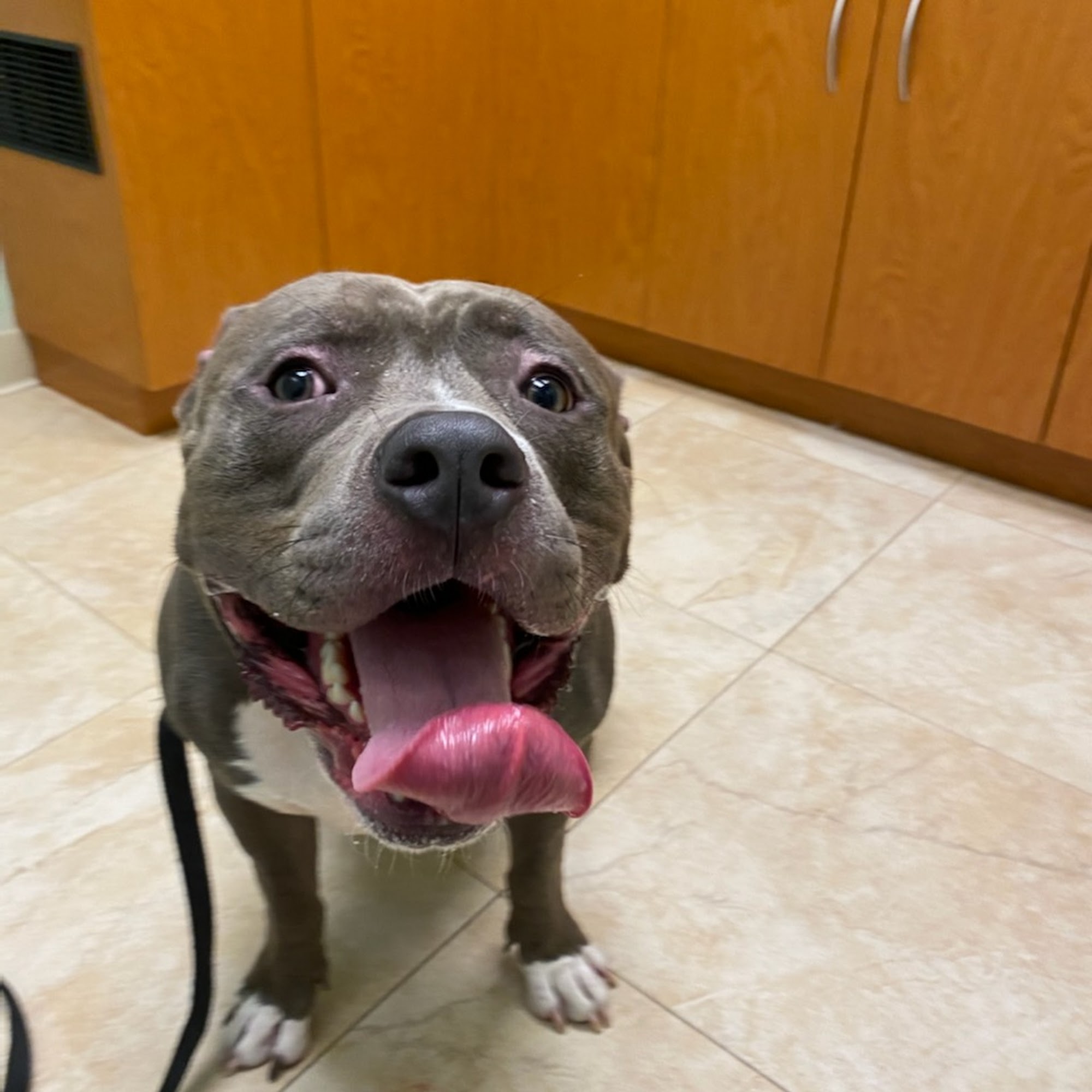 Palm View Animal Hospital Miramar