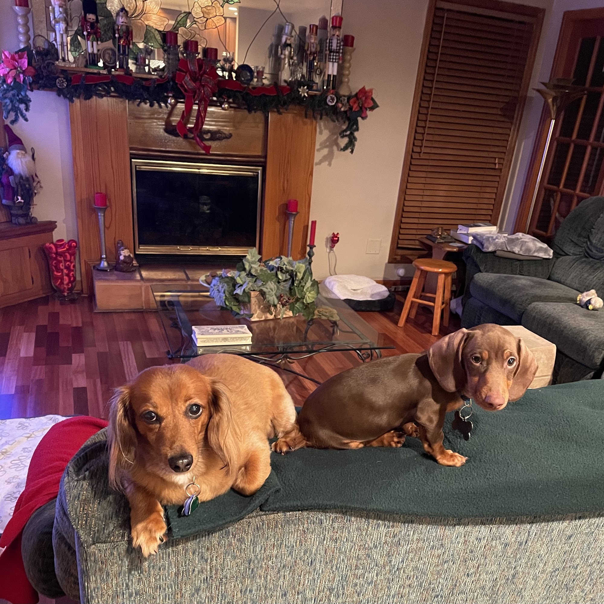 Animal Medical Clinic Monticello