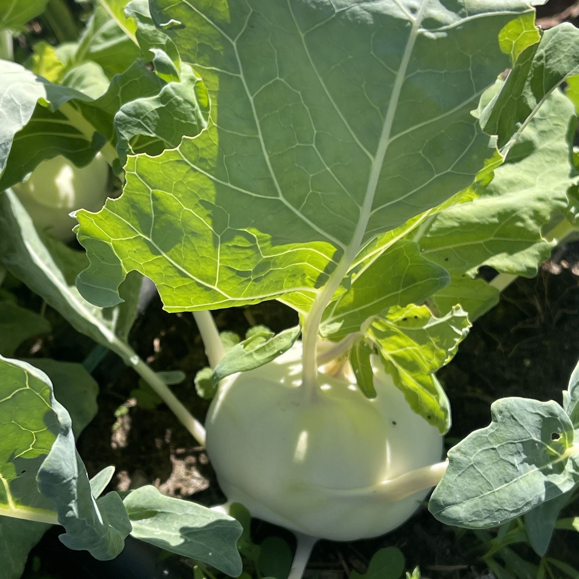Rocky Soil Family Farm Monticello