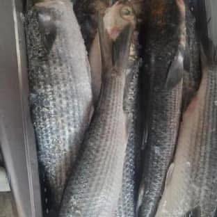 Thomas E Miller Seafood