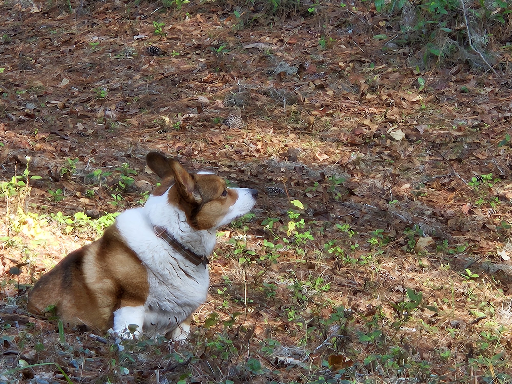 Peaceful Passings Of Ocala