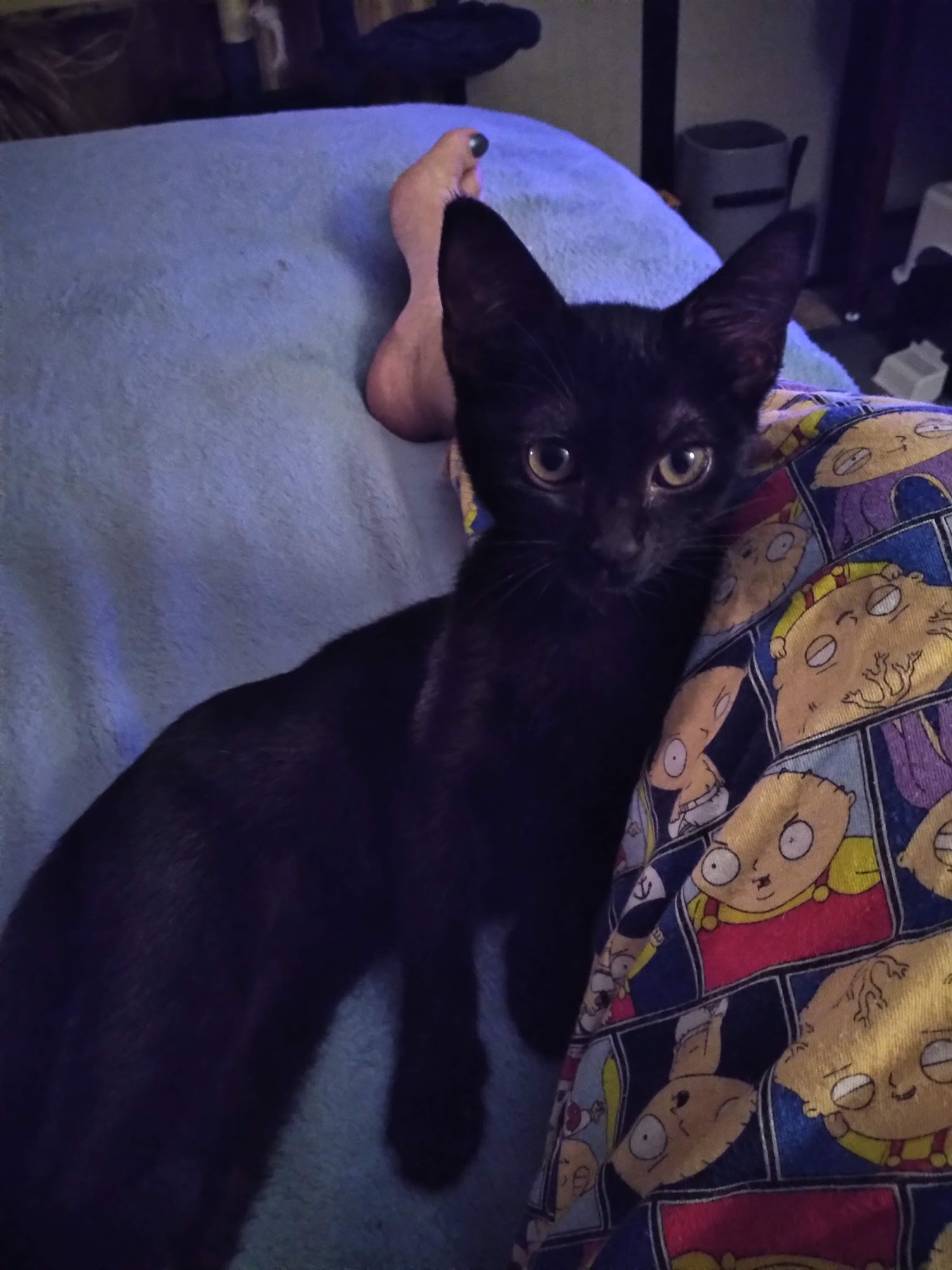 Mount Dora Veterinary Hospital Mount Dora