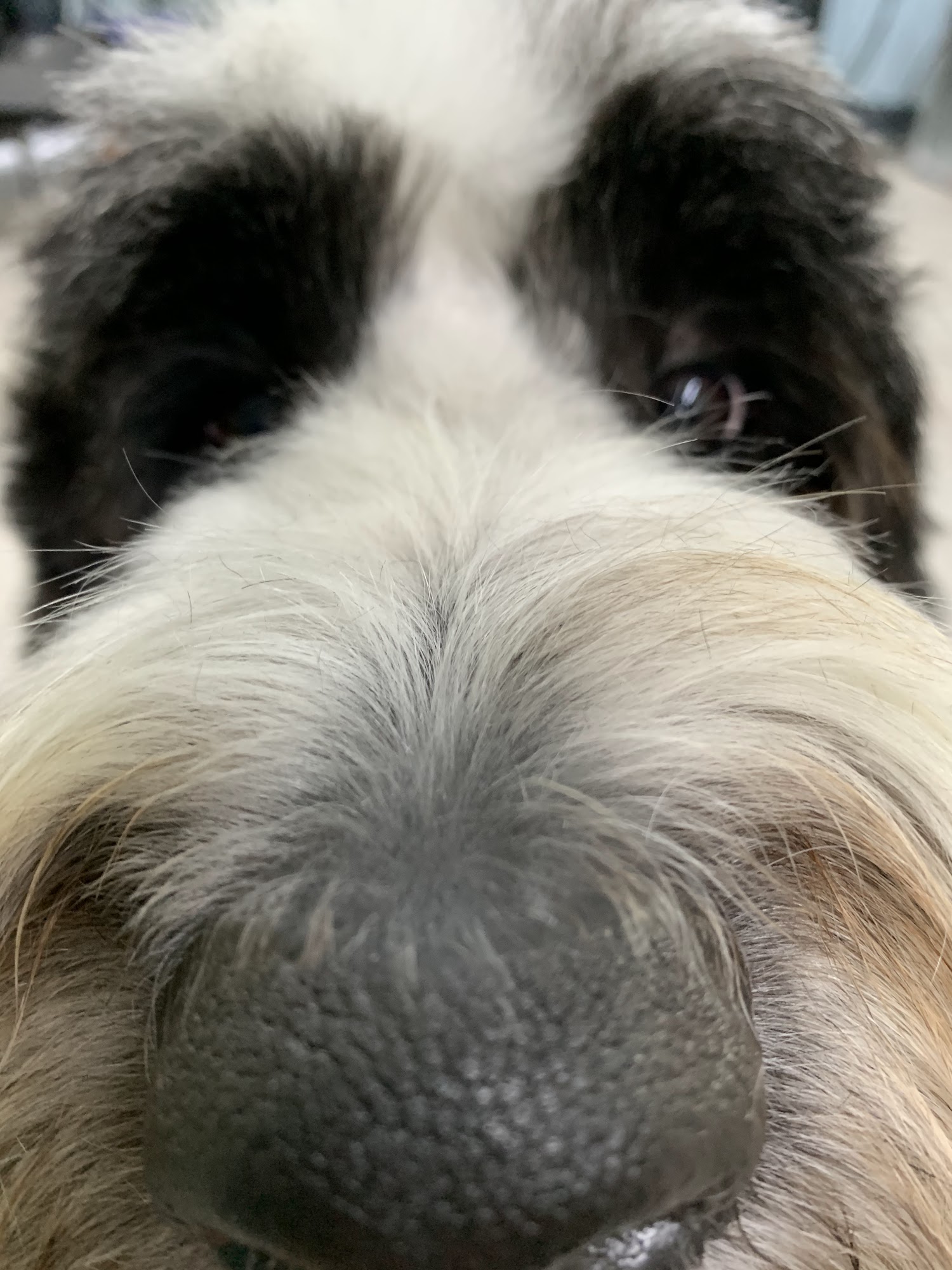 Temple of the Dog Professional Pet Stylists Mount Dora