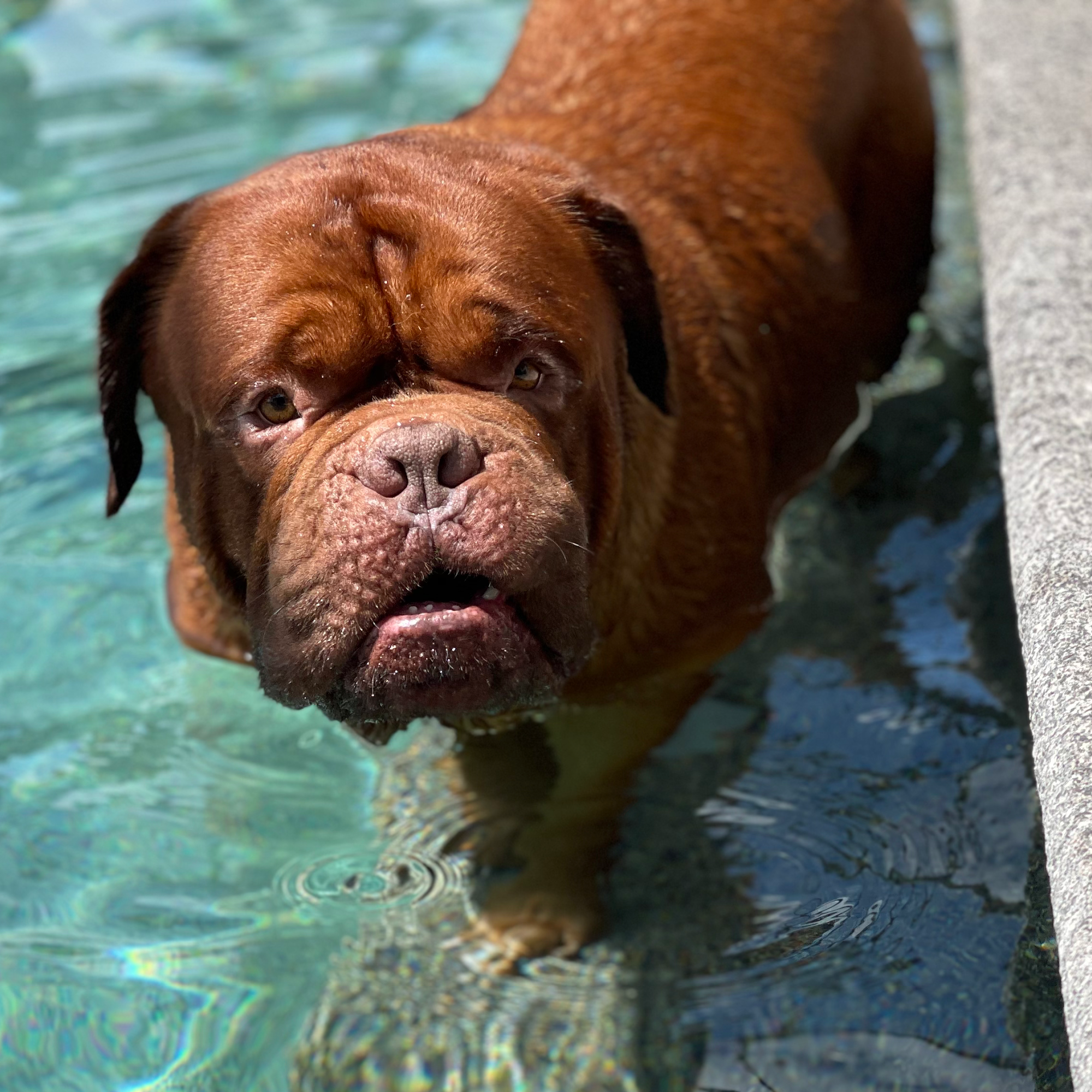 Gotta Go! In-Home Pet Sitting Mount Dora