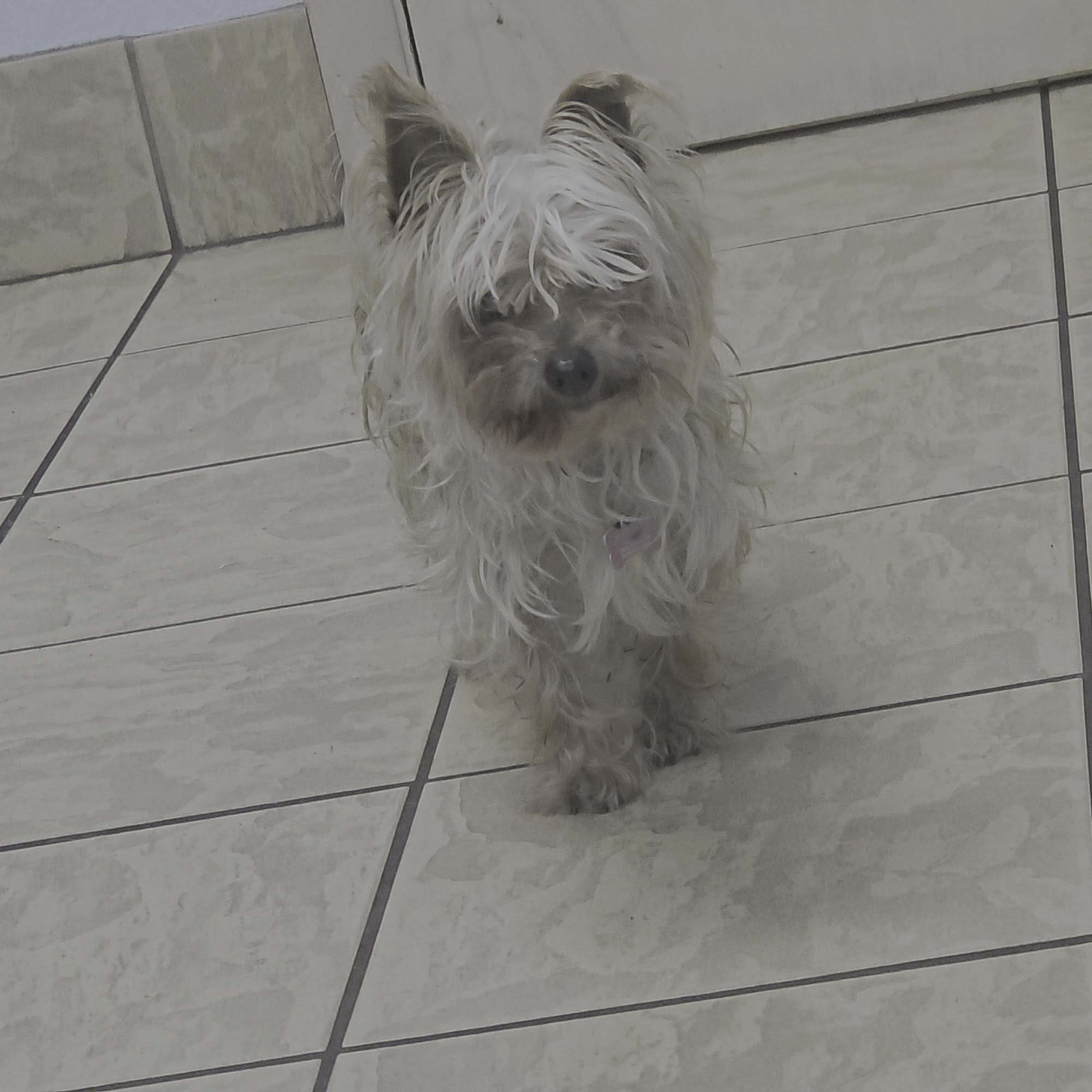 Christina Animal Hospital Mulberry