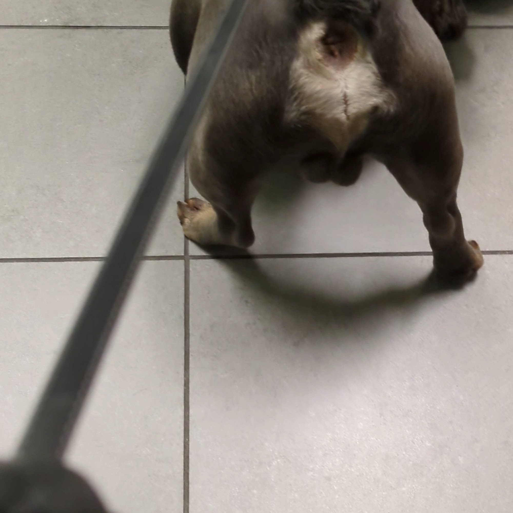 Angel Animal Hospital & Boarding Naples