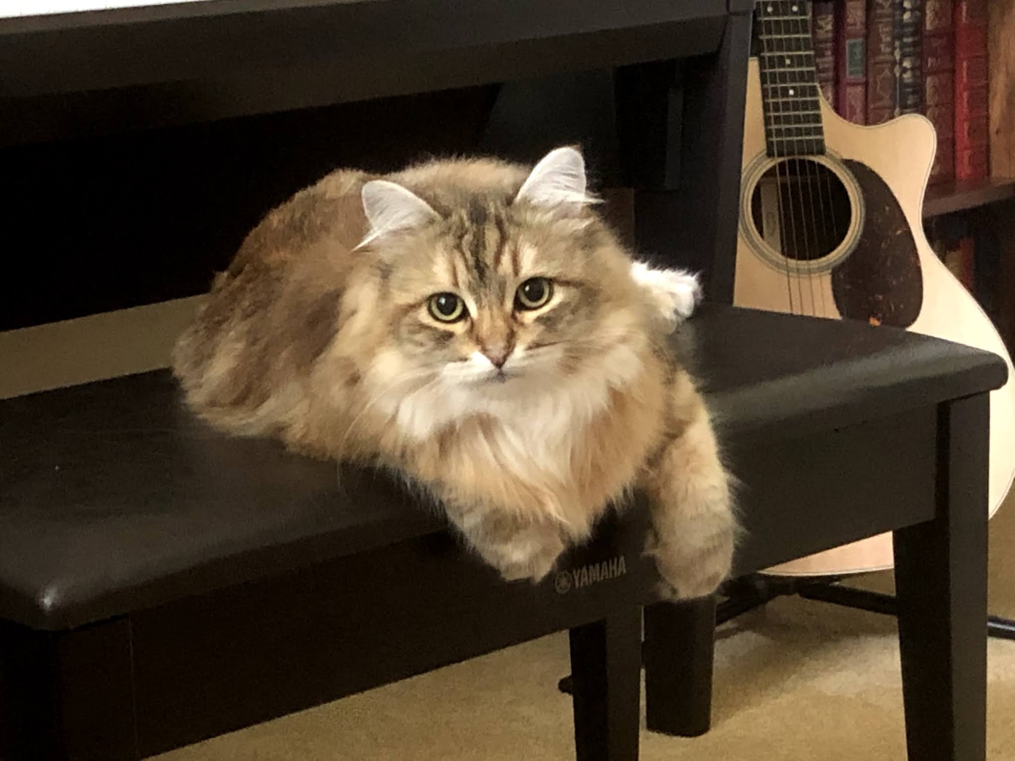 North Naples Veterinary Hospital Naples