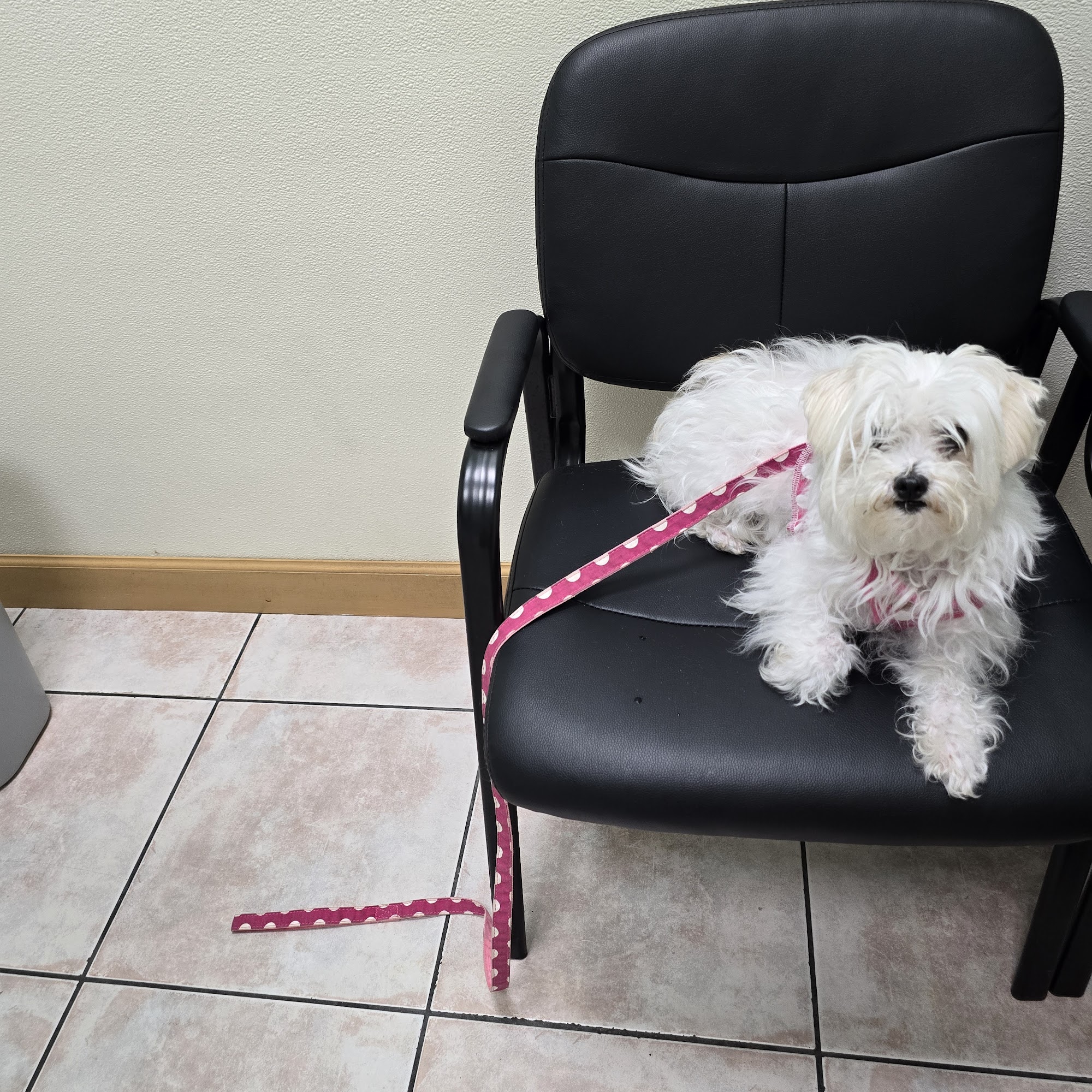 Pinegate Veterinary Center Naples