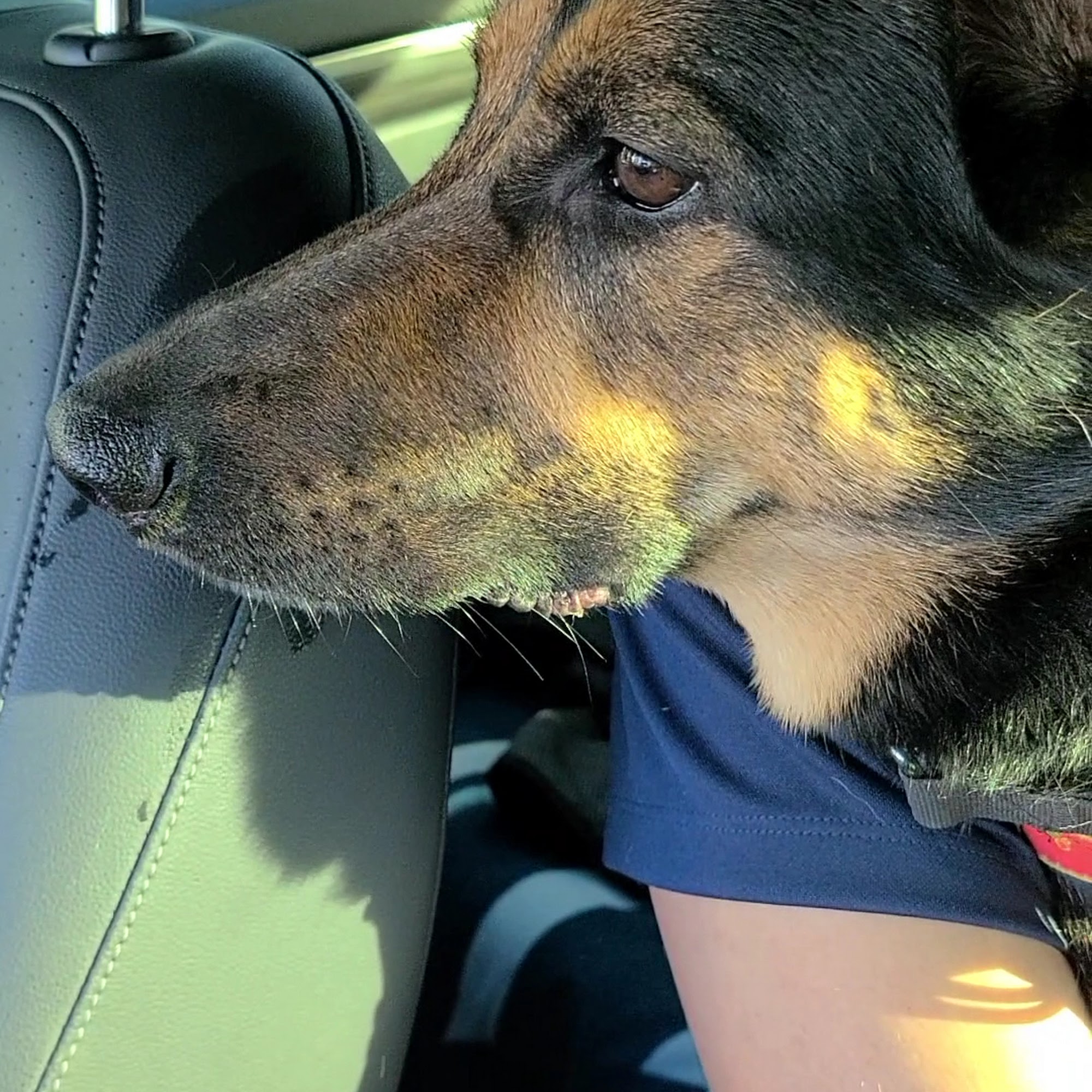 Gulfshore Animal Hospital Naples