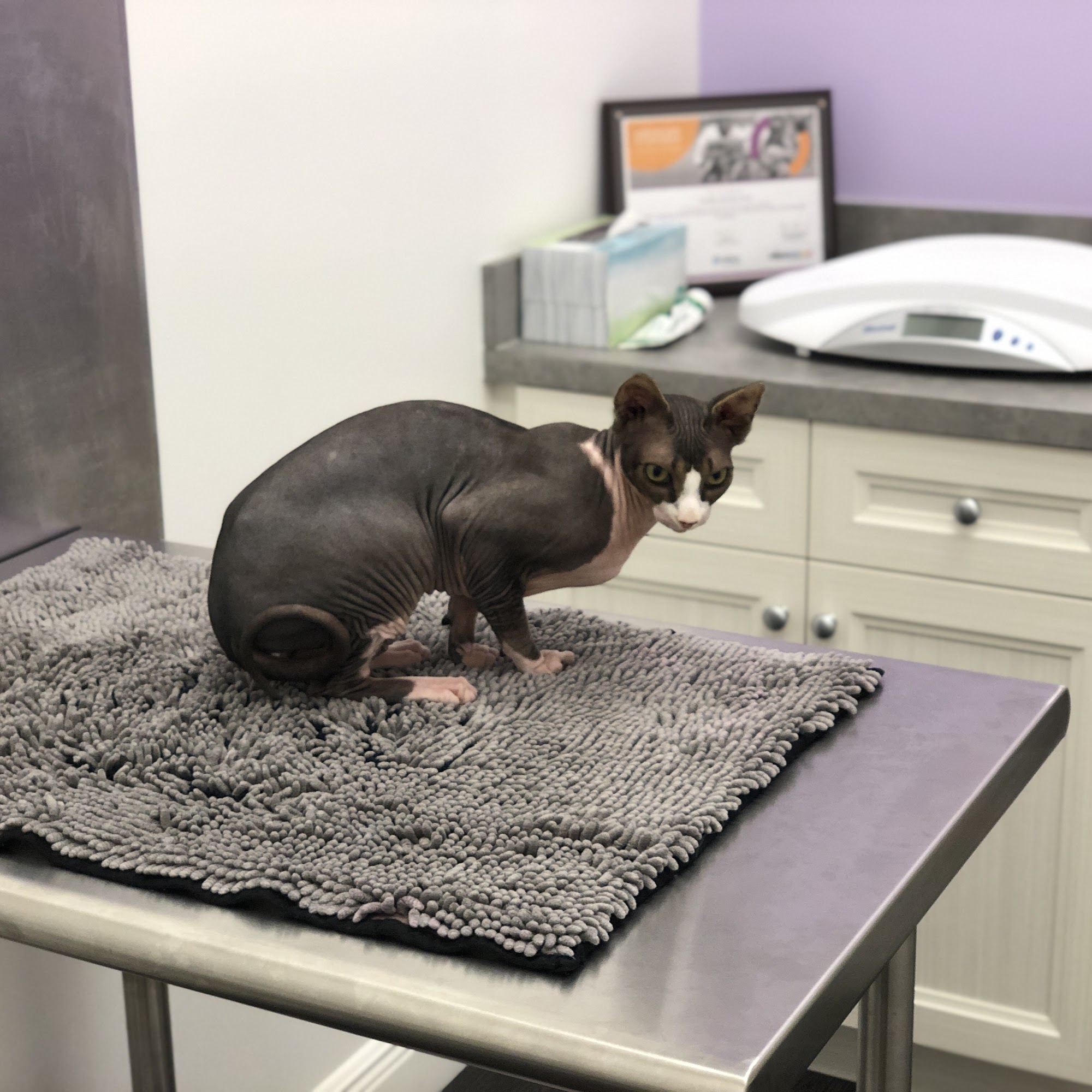 The Animalife Veterinary Center at Eagle Creek Naples