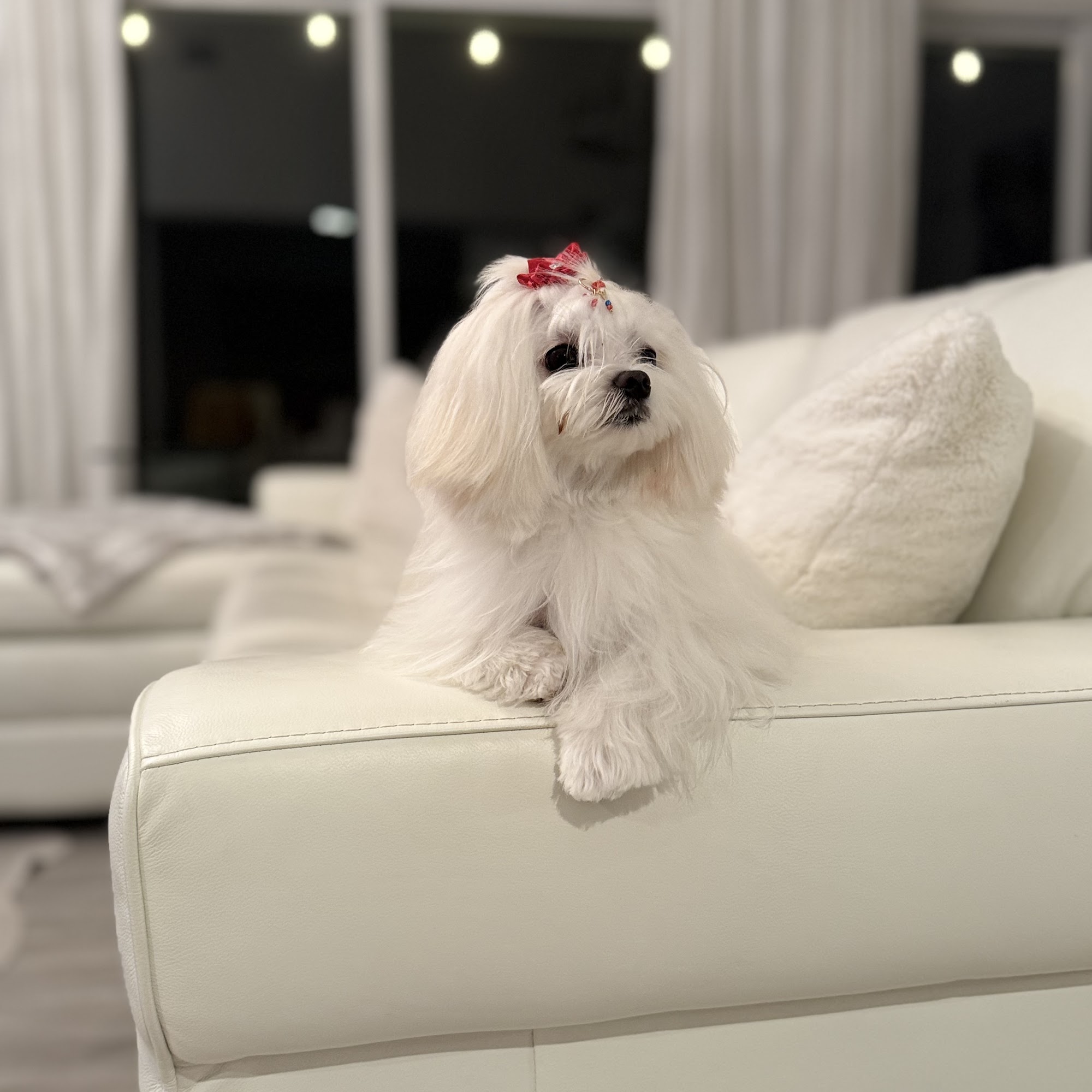 Paradise Pet Salon Naples