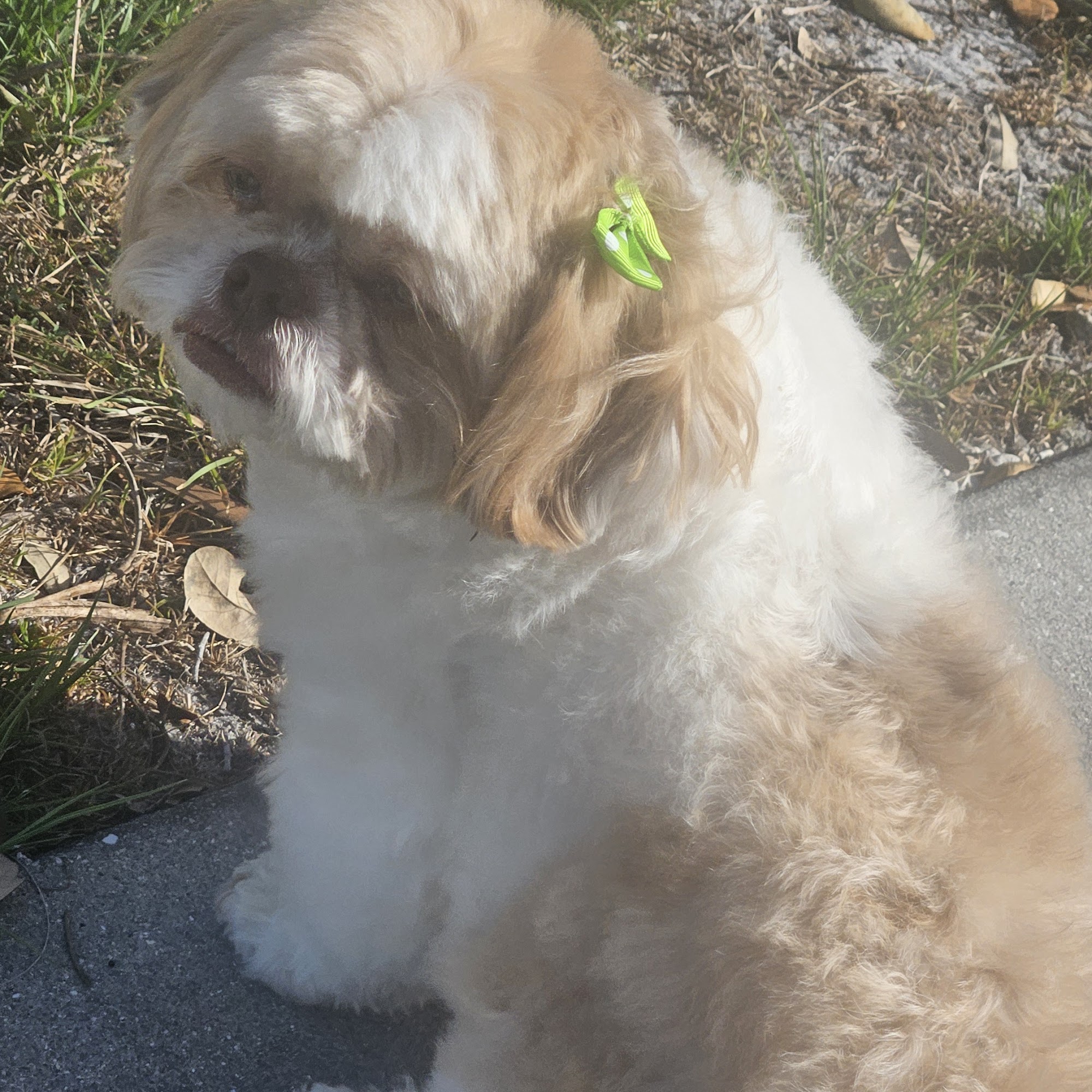 Love Pets Grooming & More Naples
