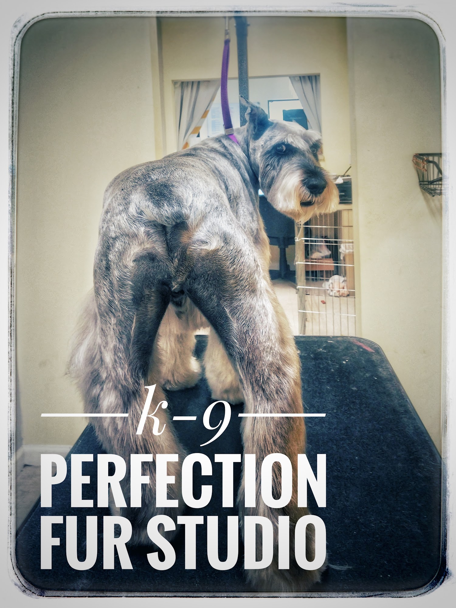K-9 Perfection Fur Studio Naples
