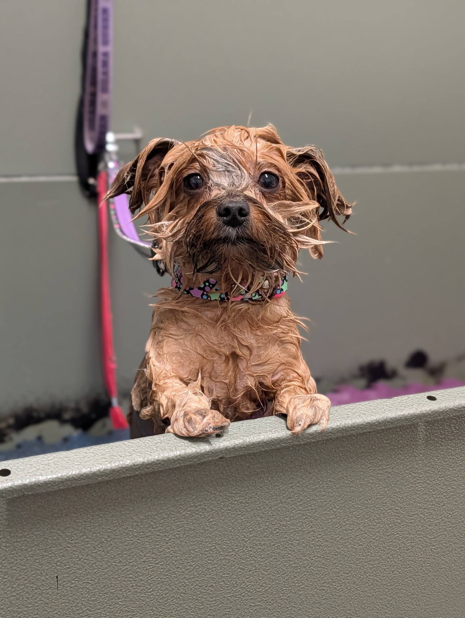 K-9 Perfection Fur Studio Naples