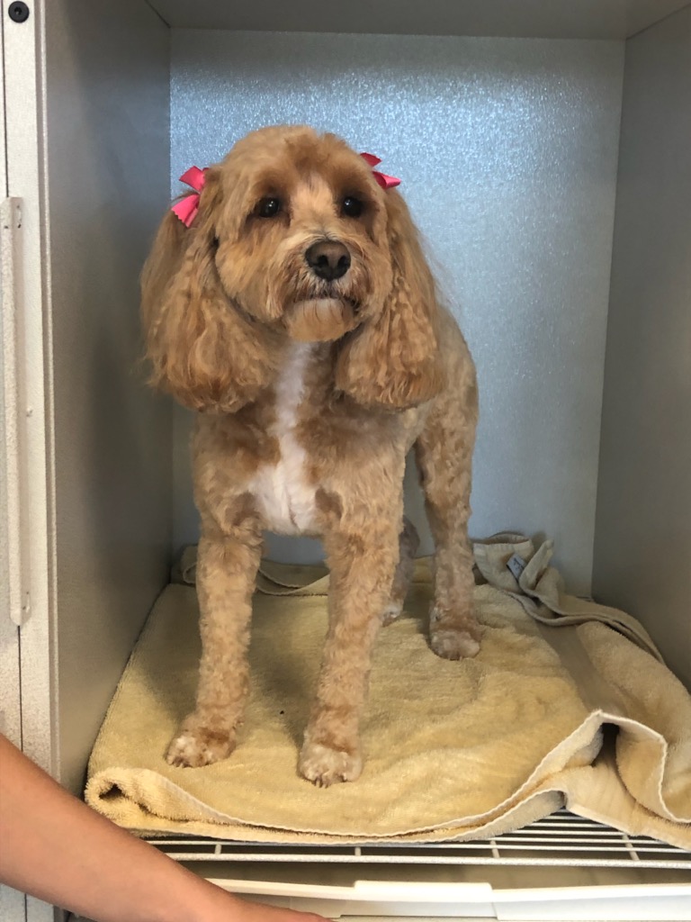 Diamond Dogs Grooming Salon Naples