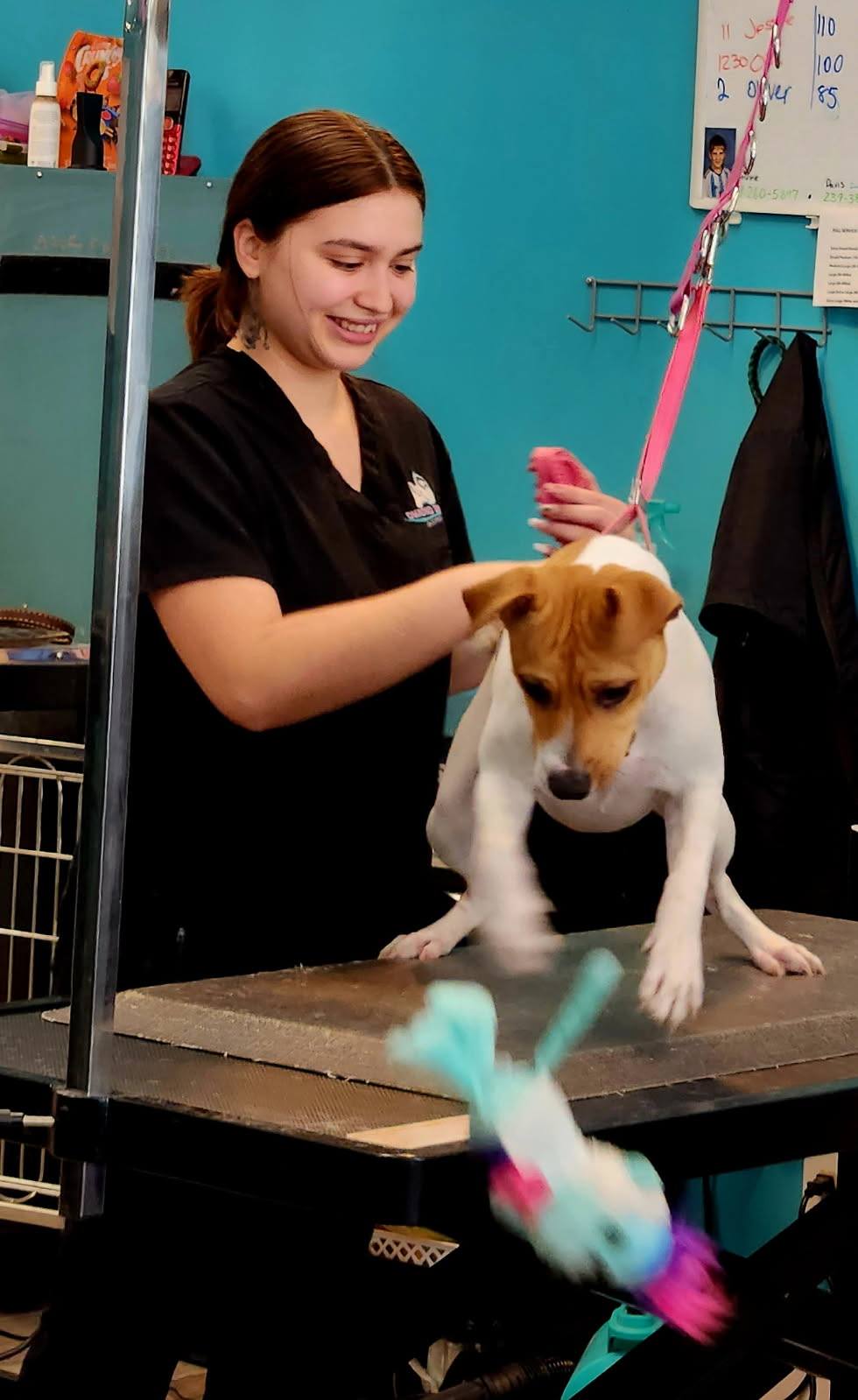 Diamond Dogs Grooming Salon Naples