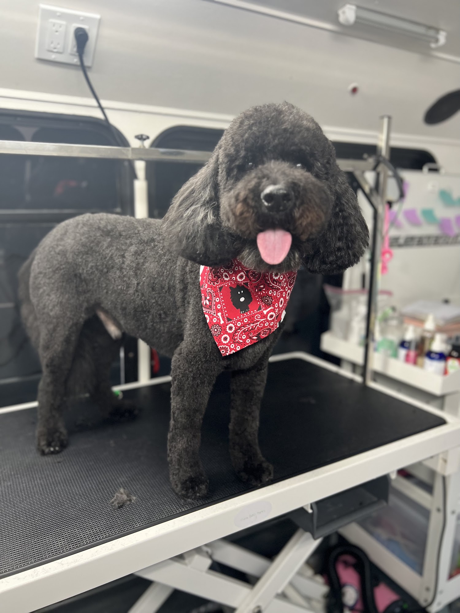 Ohh La La Paws, Mobile Naples