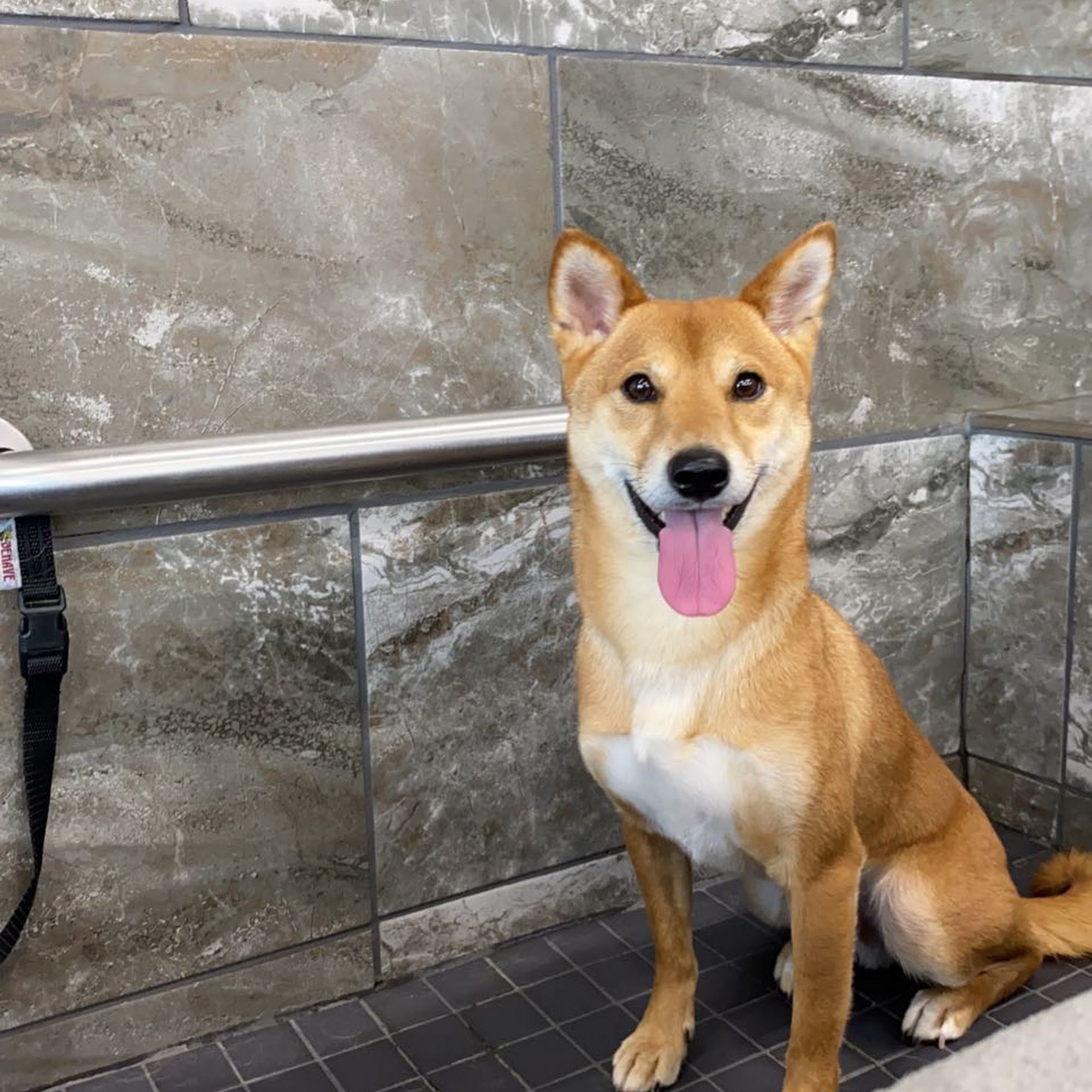 Pet Supermarket Naples