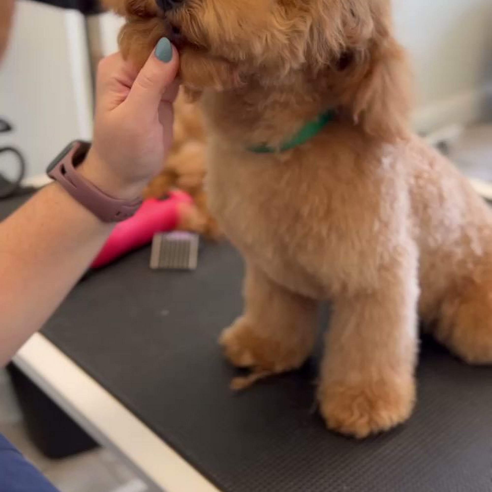 Salty Pup Doggy Spa Naples