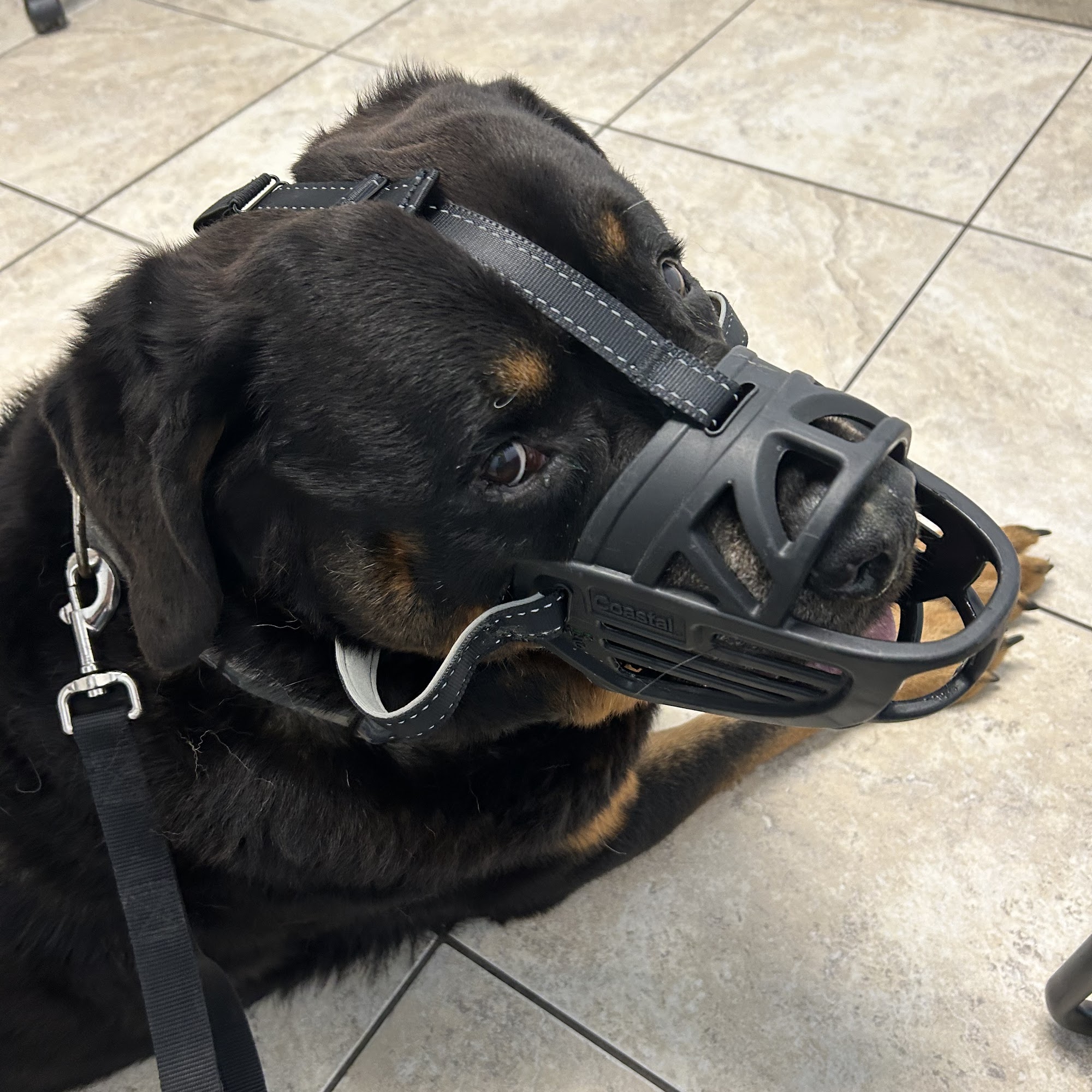 Animal Eye Guys (Naples) Naples