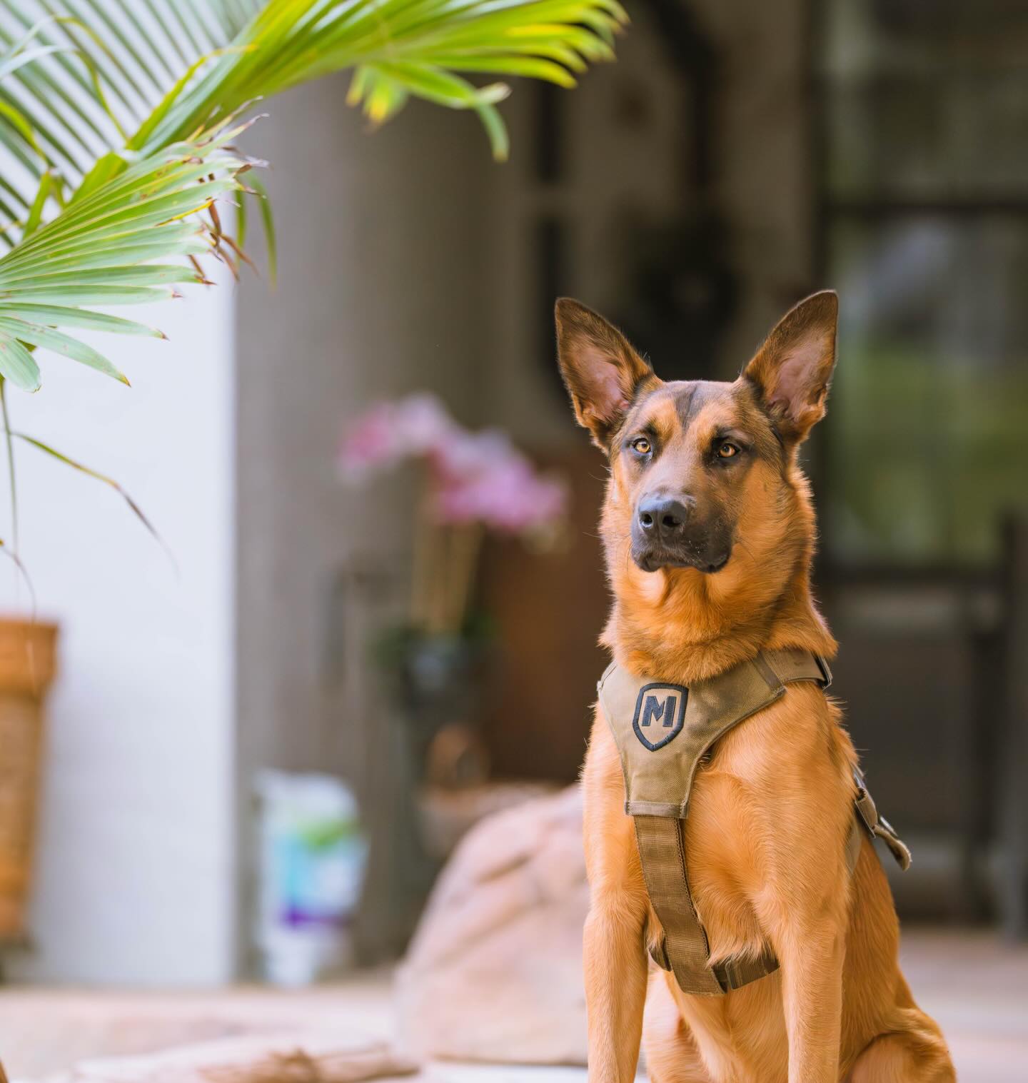 Coastline K9 Naples