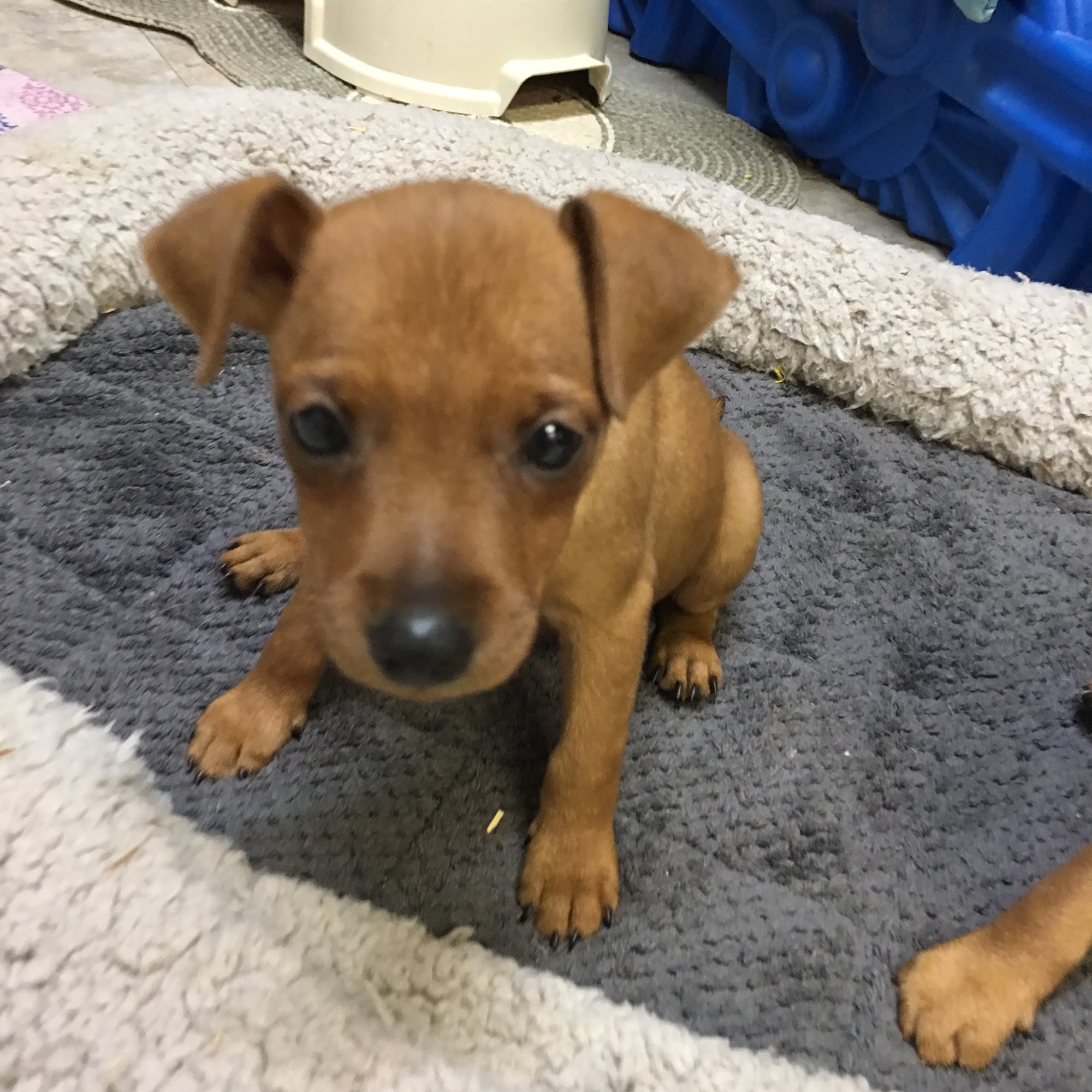 AFURDABLE PET RESORT Naples