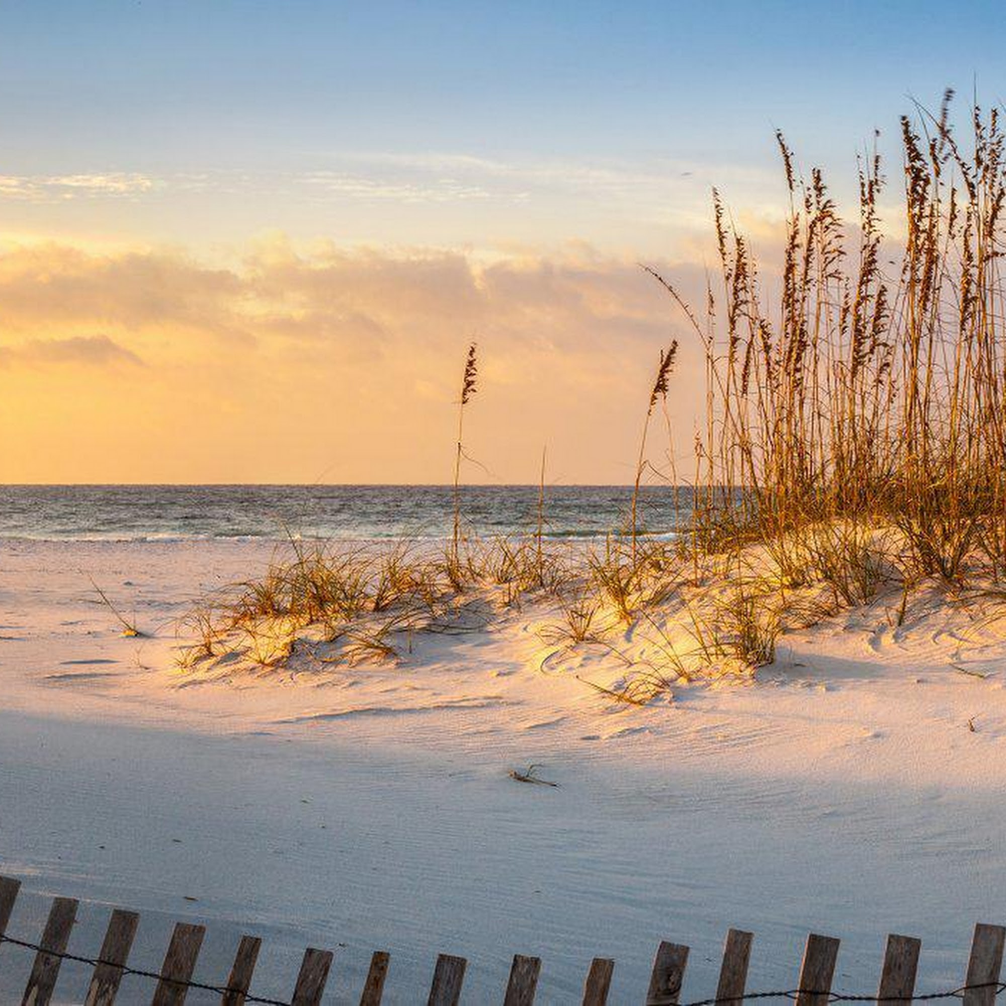 Collier Podiatry: Michael Petrocelli, DPM, FACFAS, CWSP