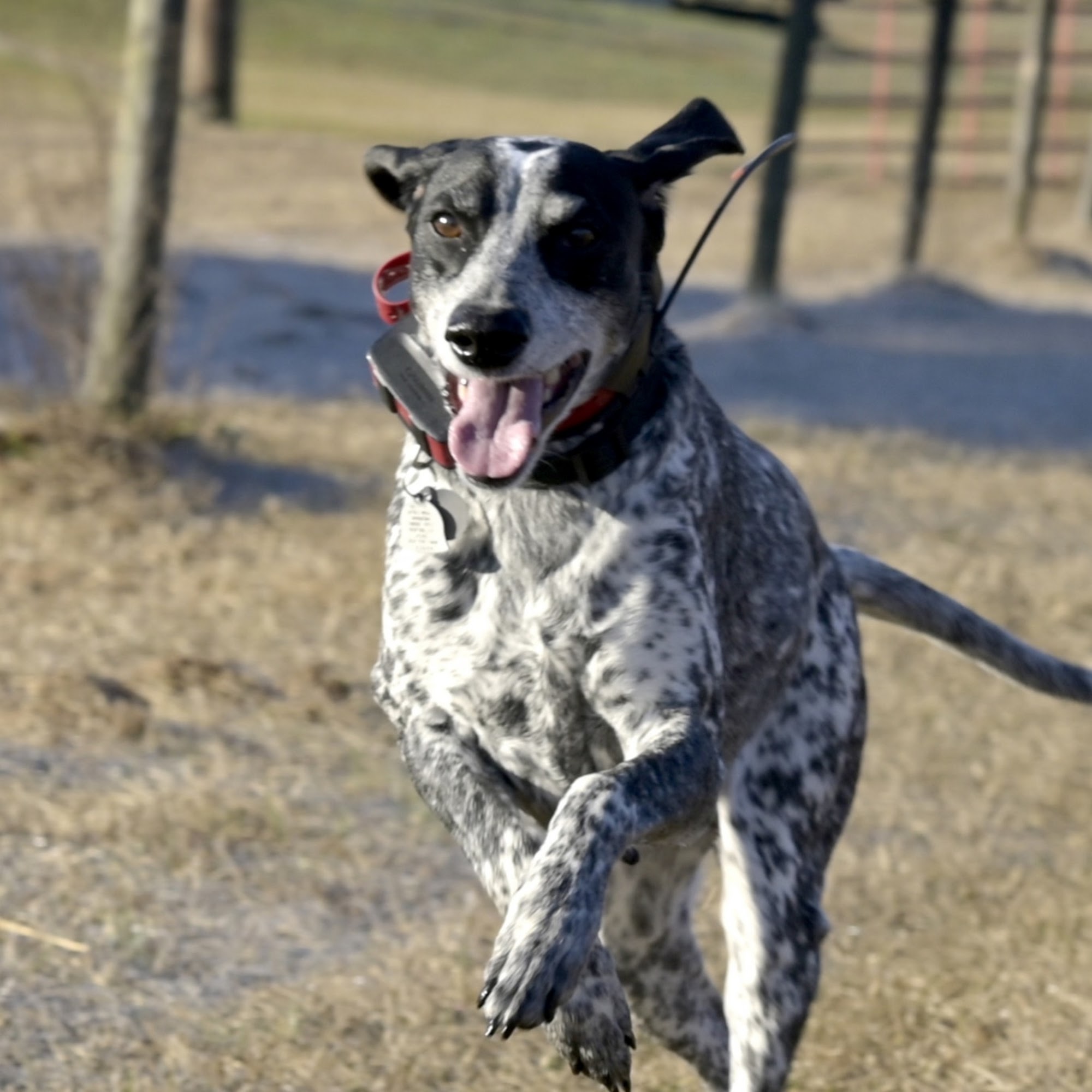 Soundside Animal Hospital Navarre