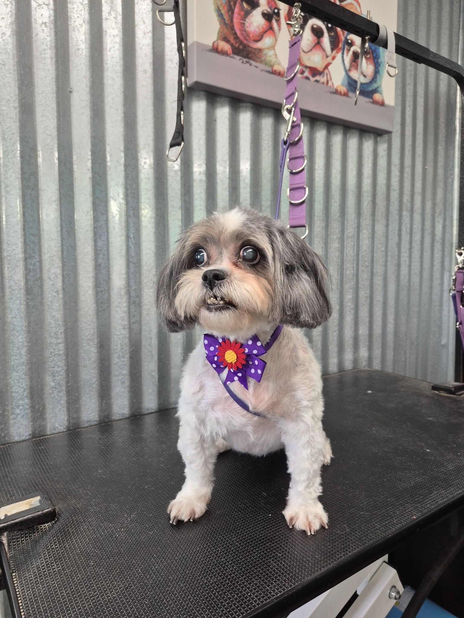 Couture Canine Dog Salon and Spa Navarre