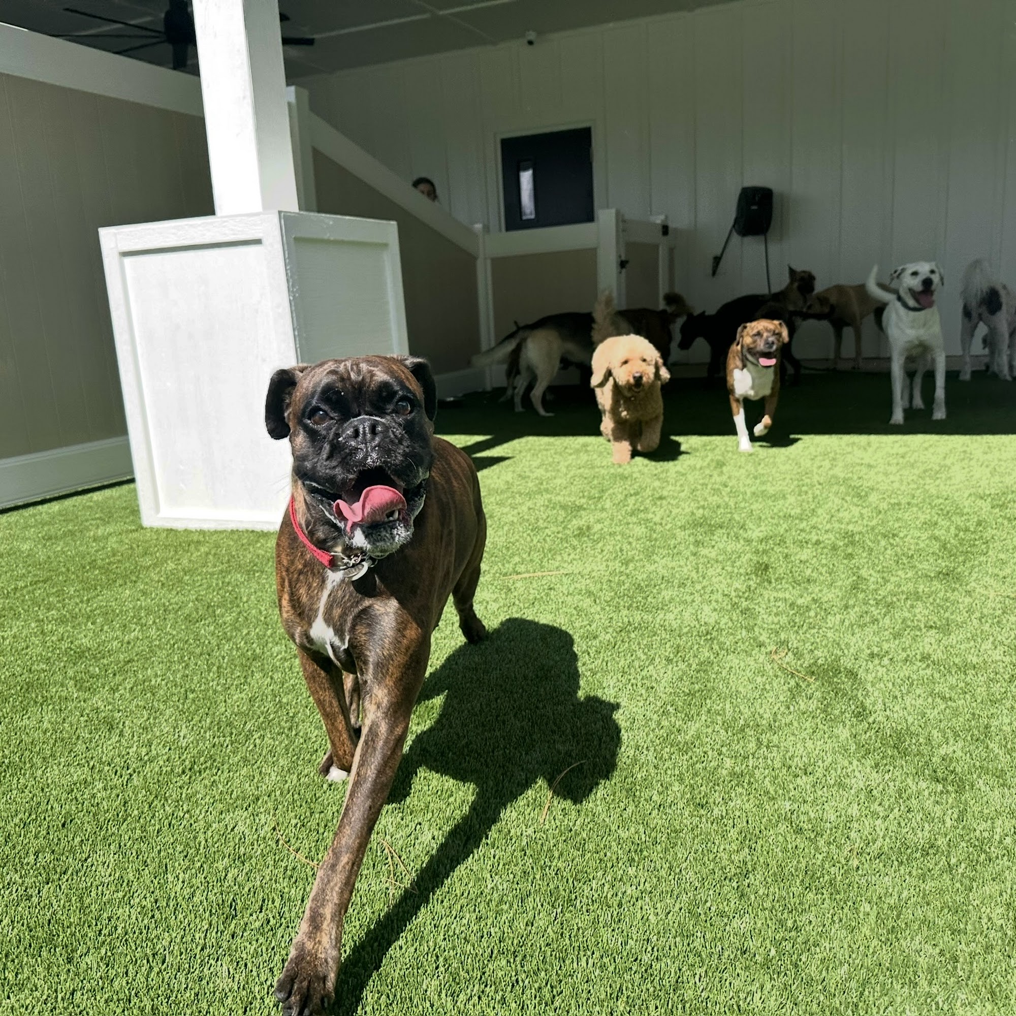 ZOOMIES Pet Hotel Navarre